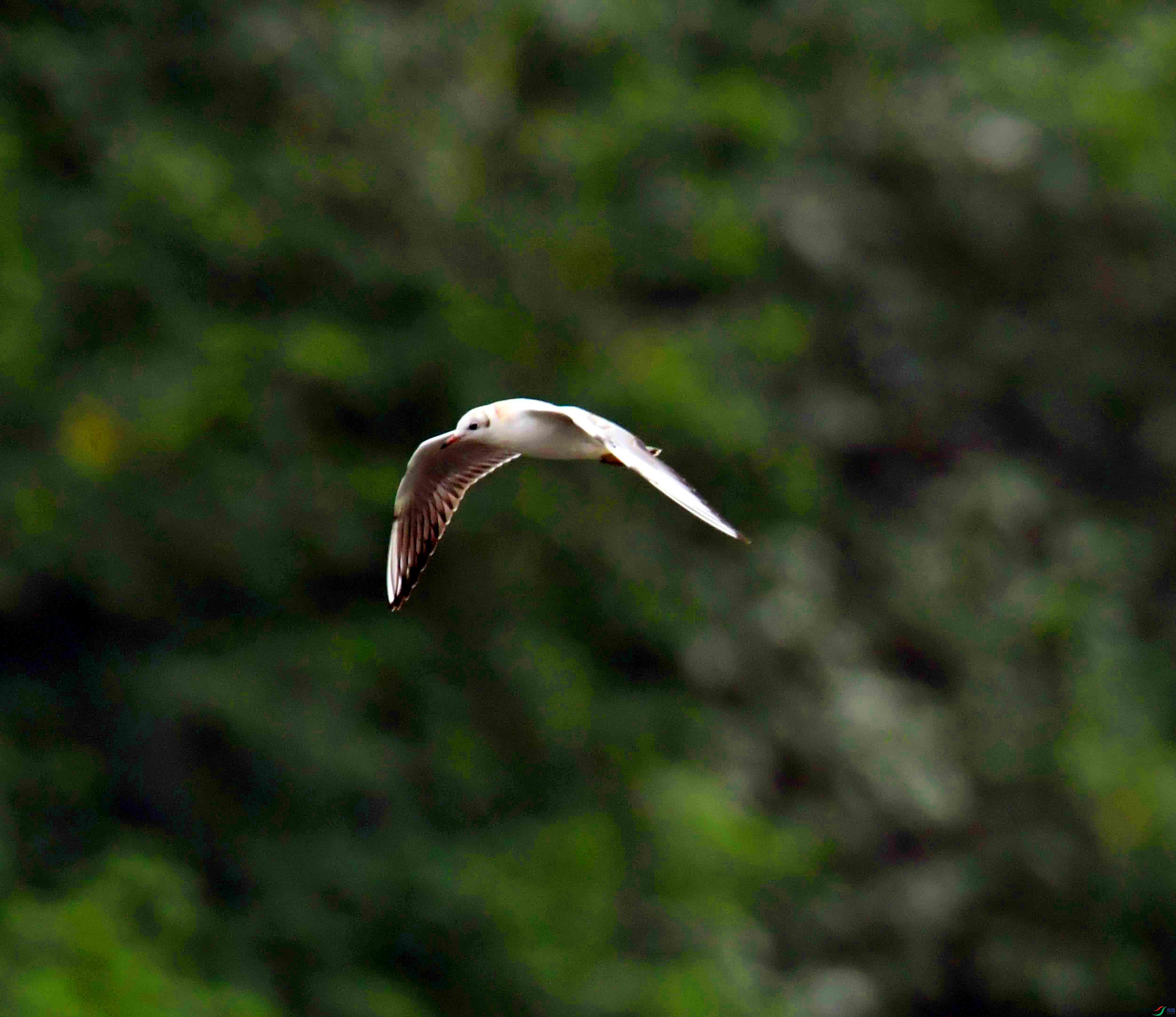 DSC_6832.JPG