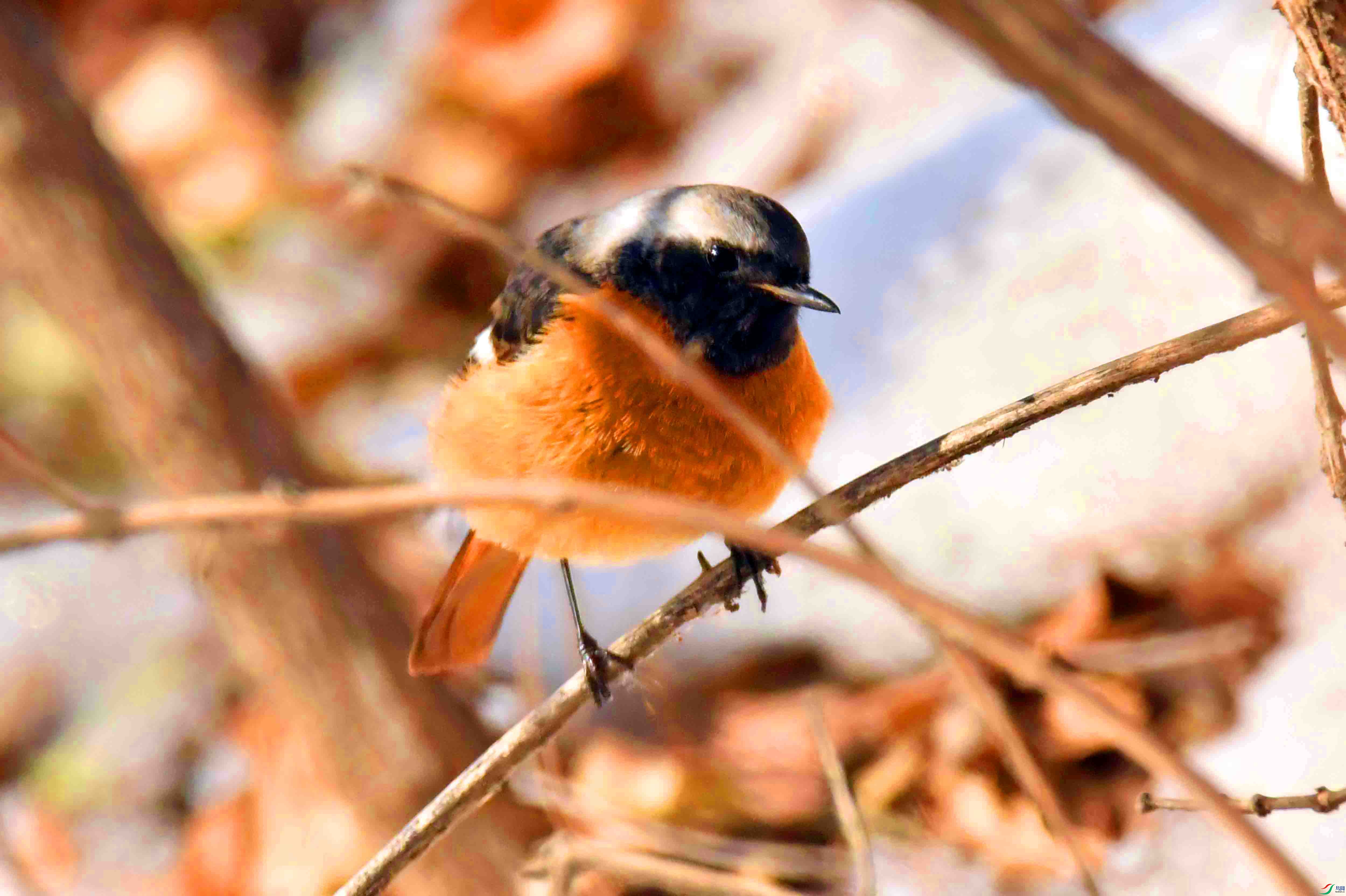 DSC_1762.JPG