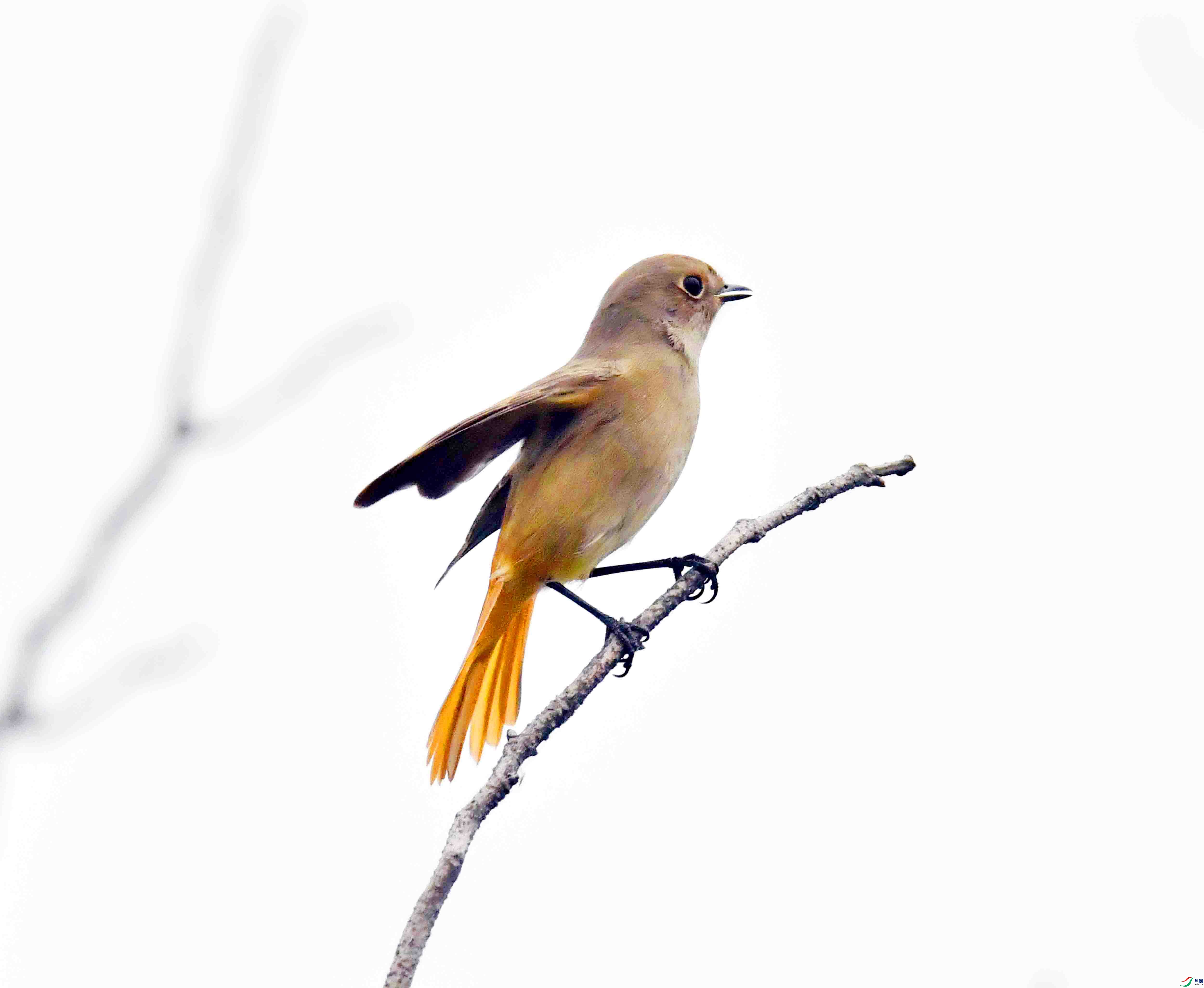 DSC_7071.JPG
