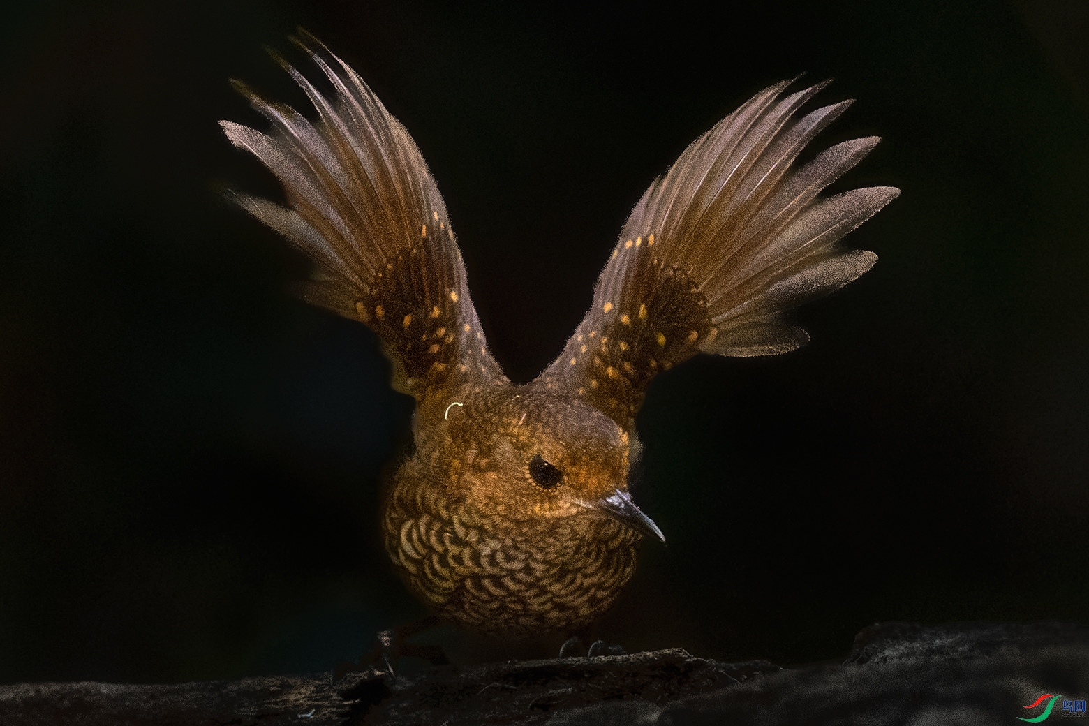 С��������----����չ��