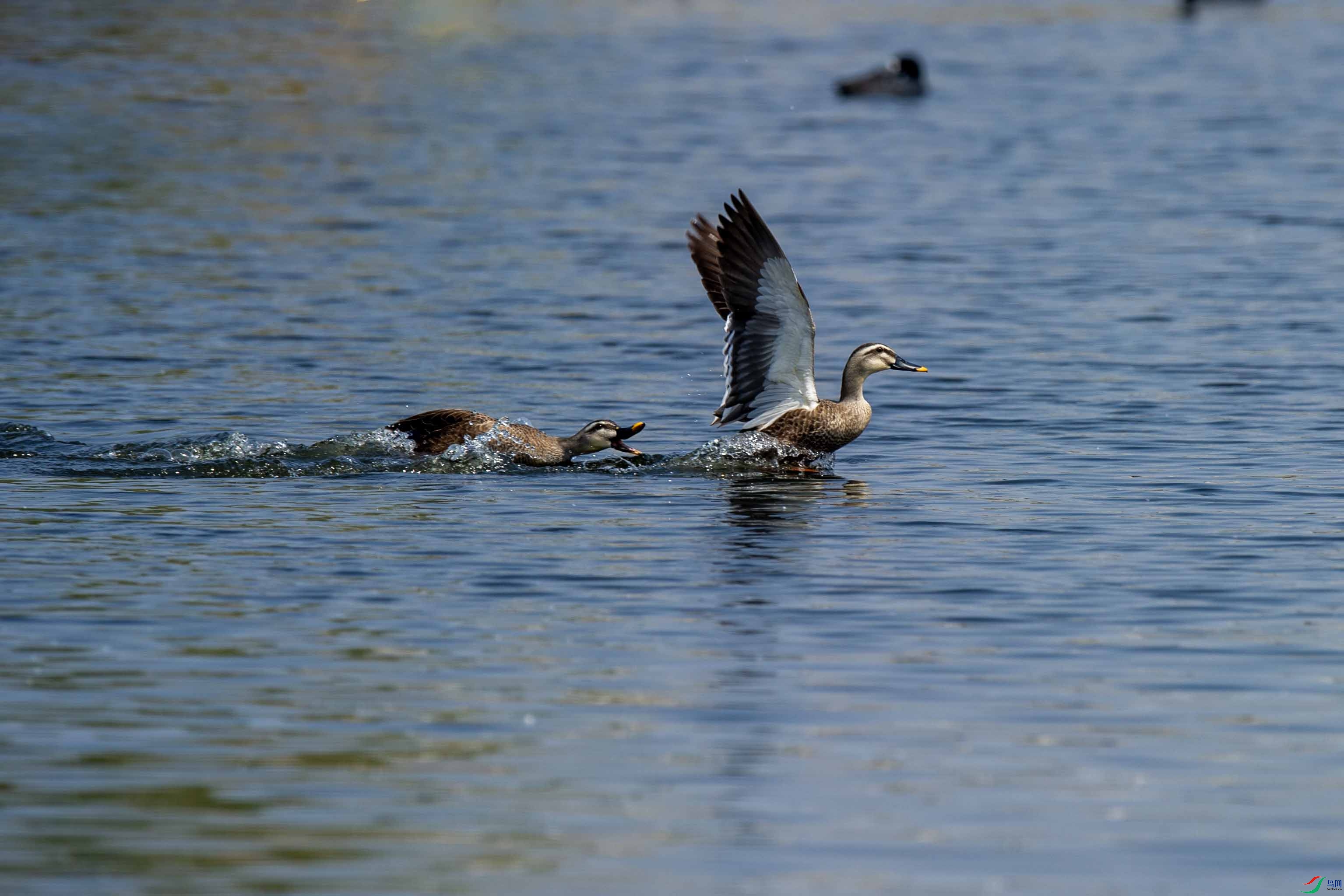 DSC_7755 ����.jpg