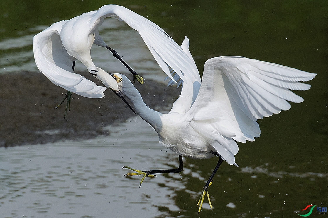 _DSC1509---.jpg