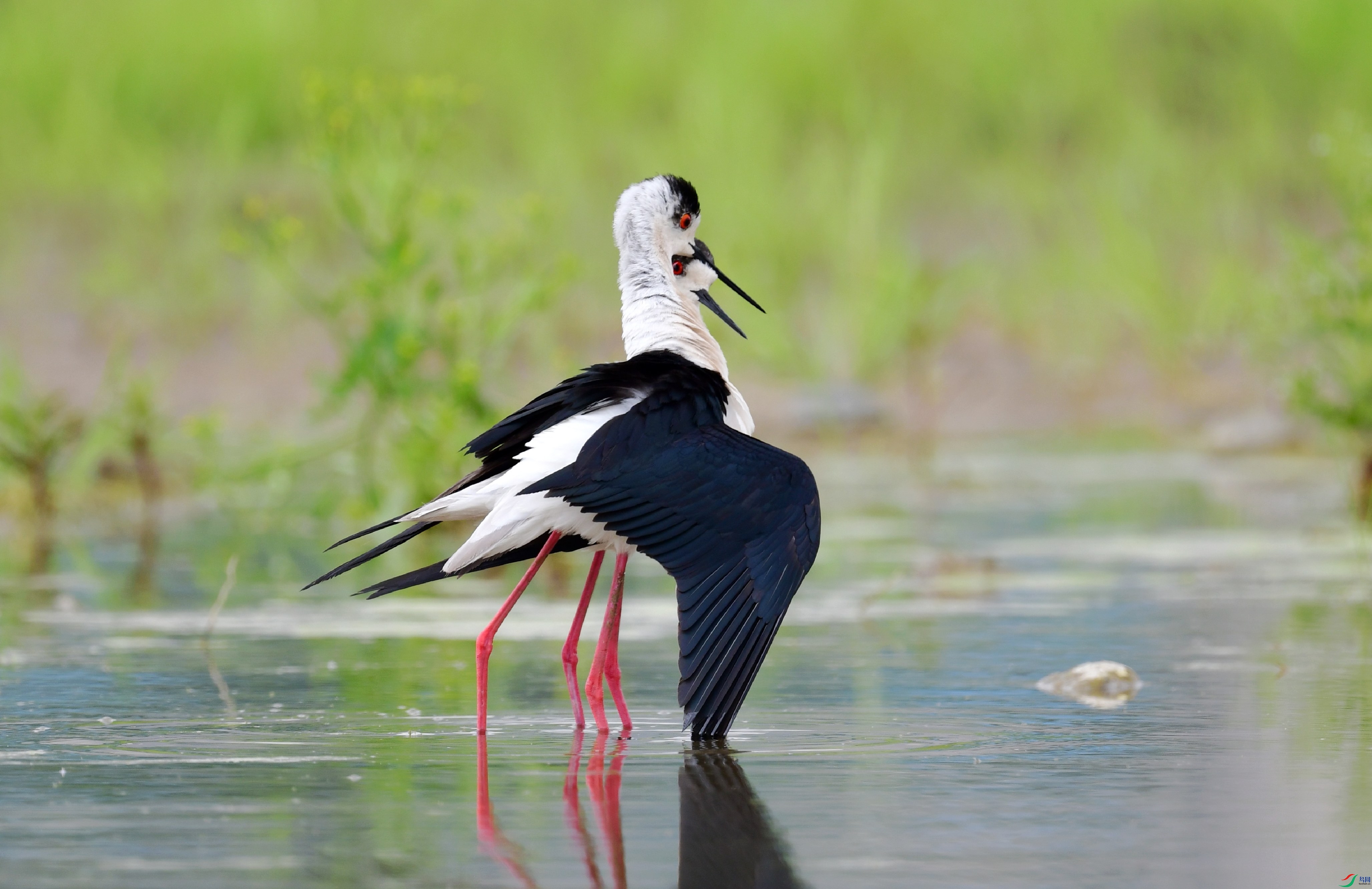 DSC_9239_conew3.jpg