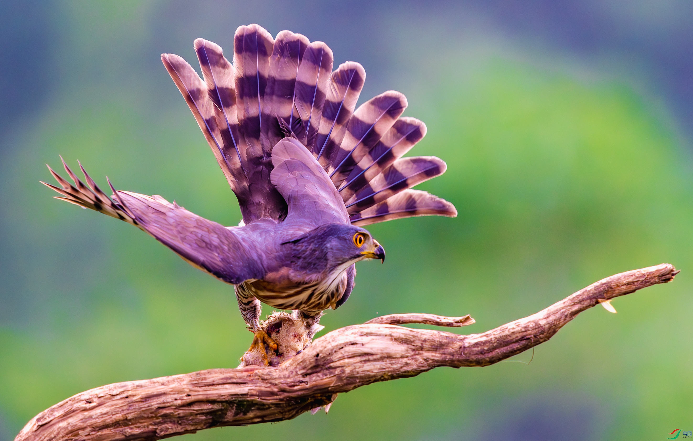 _DSC1755-����ǿ-NR_2 - ����.JPG