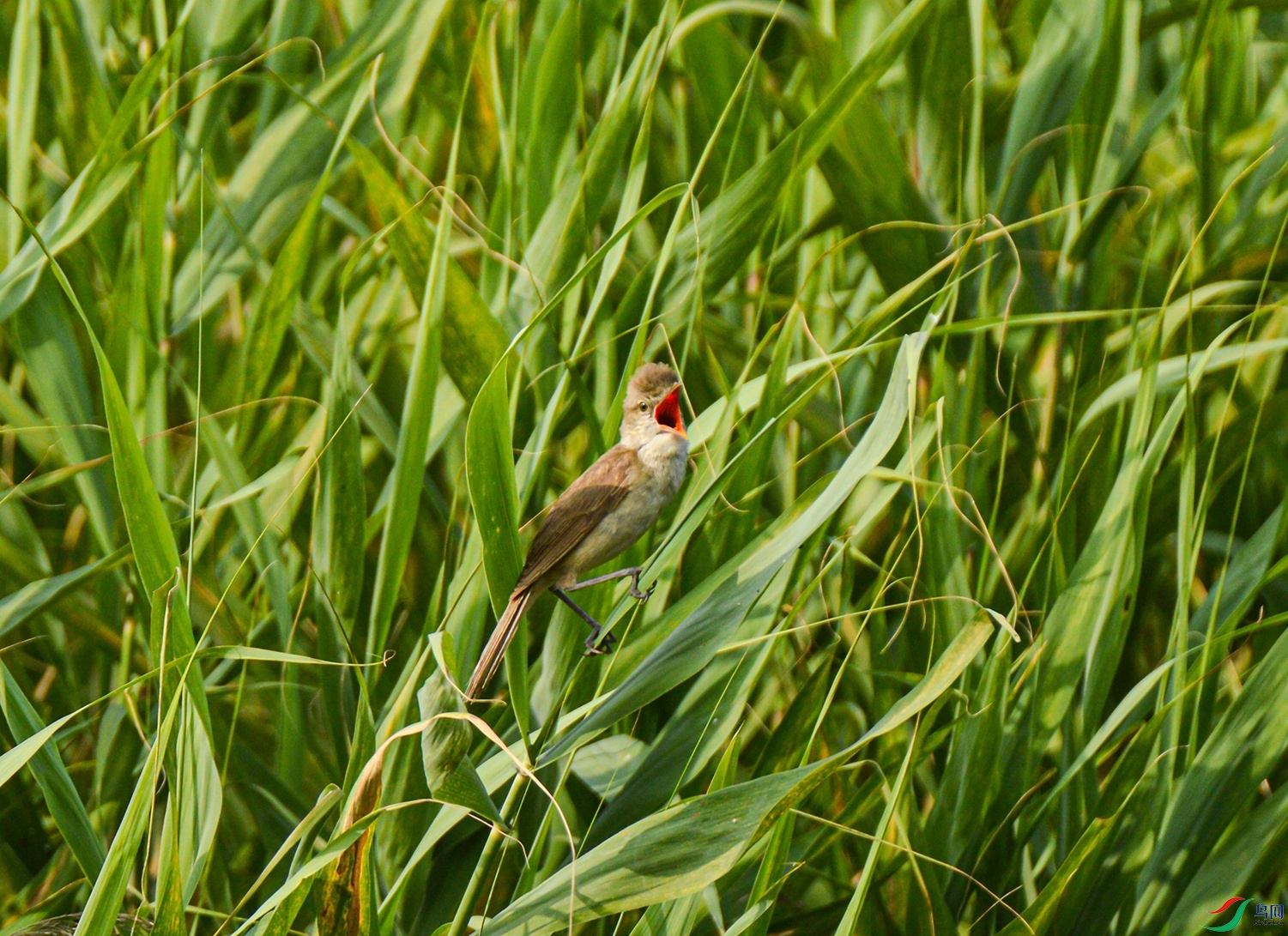 DSC_0016f.jpg