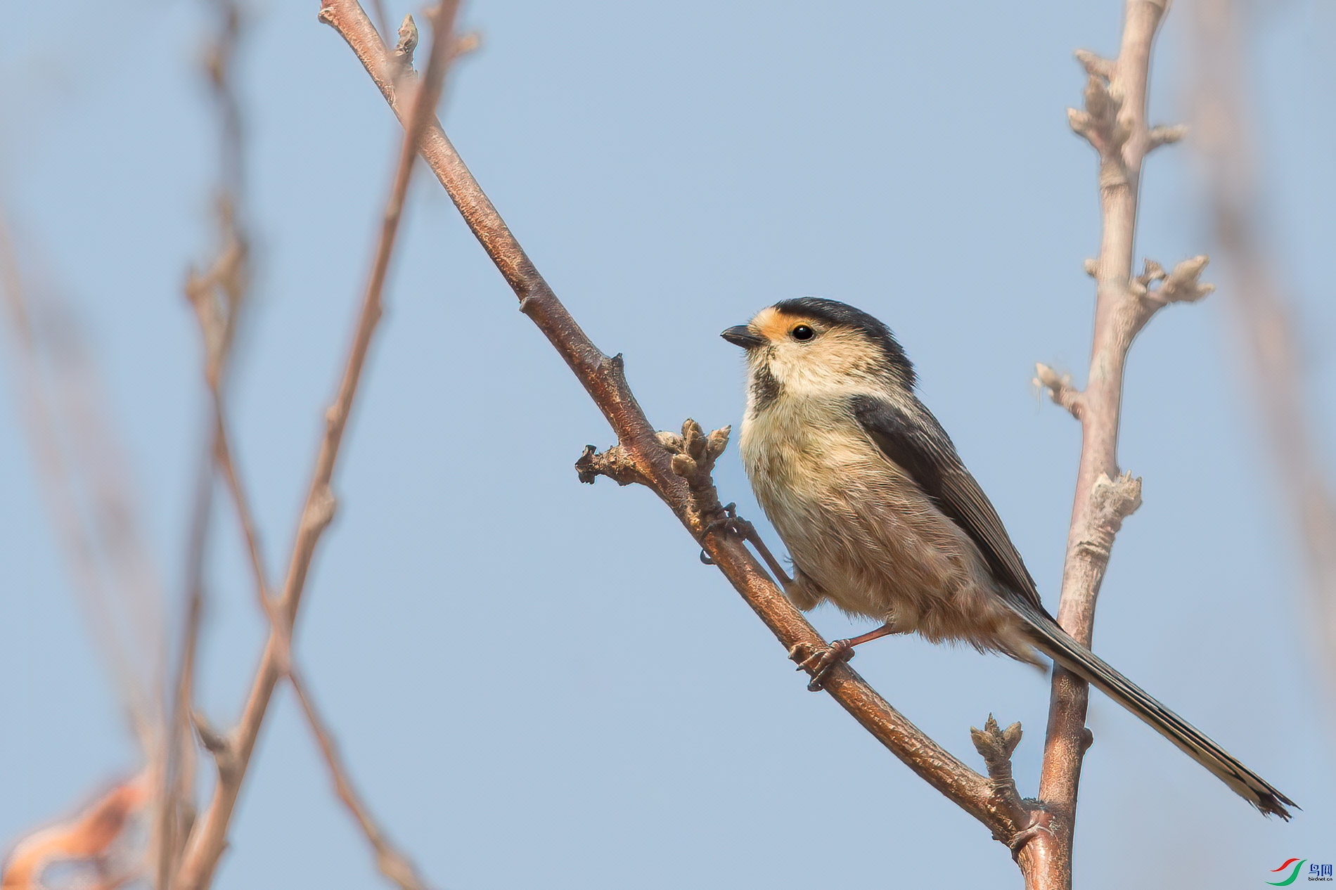 AQ4P8740-1.jpg
