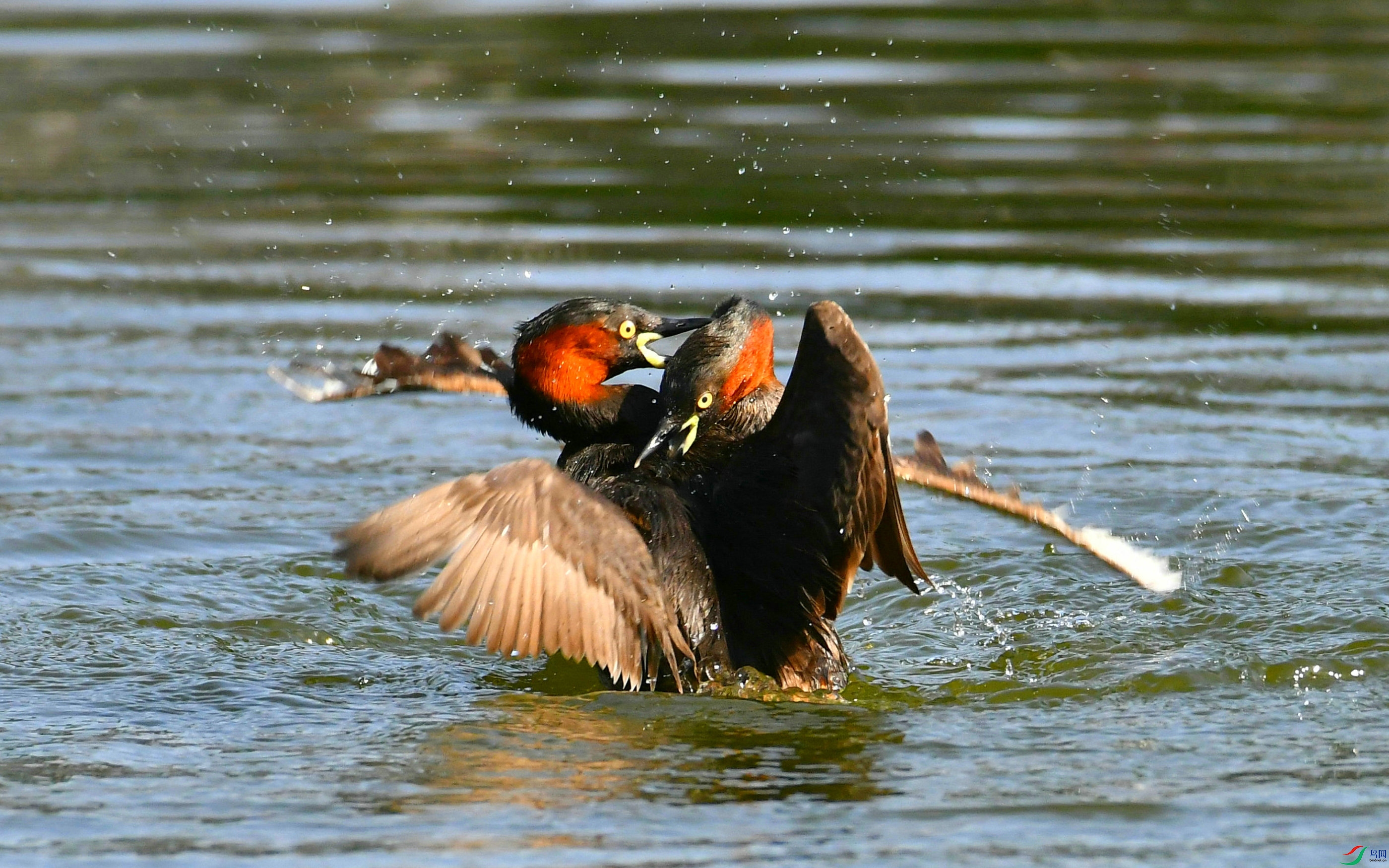 DSC_4194.JPG