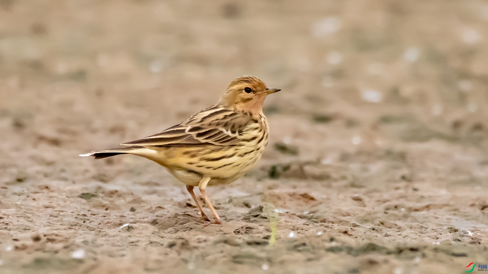 DSC_2189.jpg