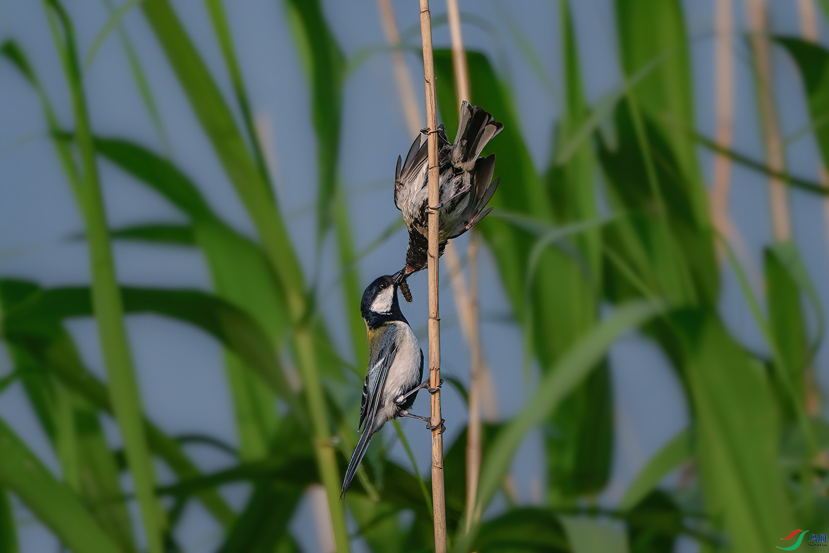 DSC_9757.jpg