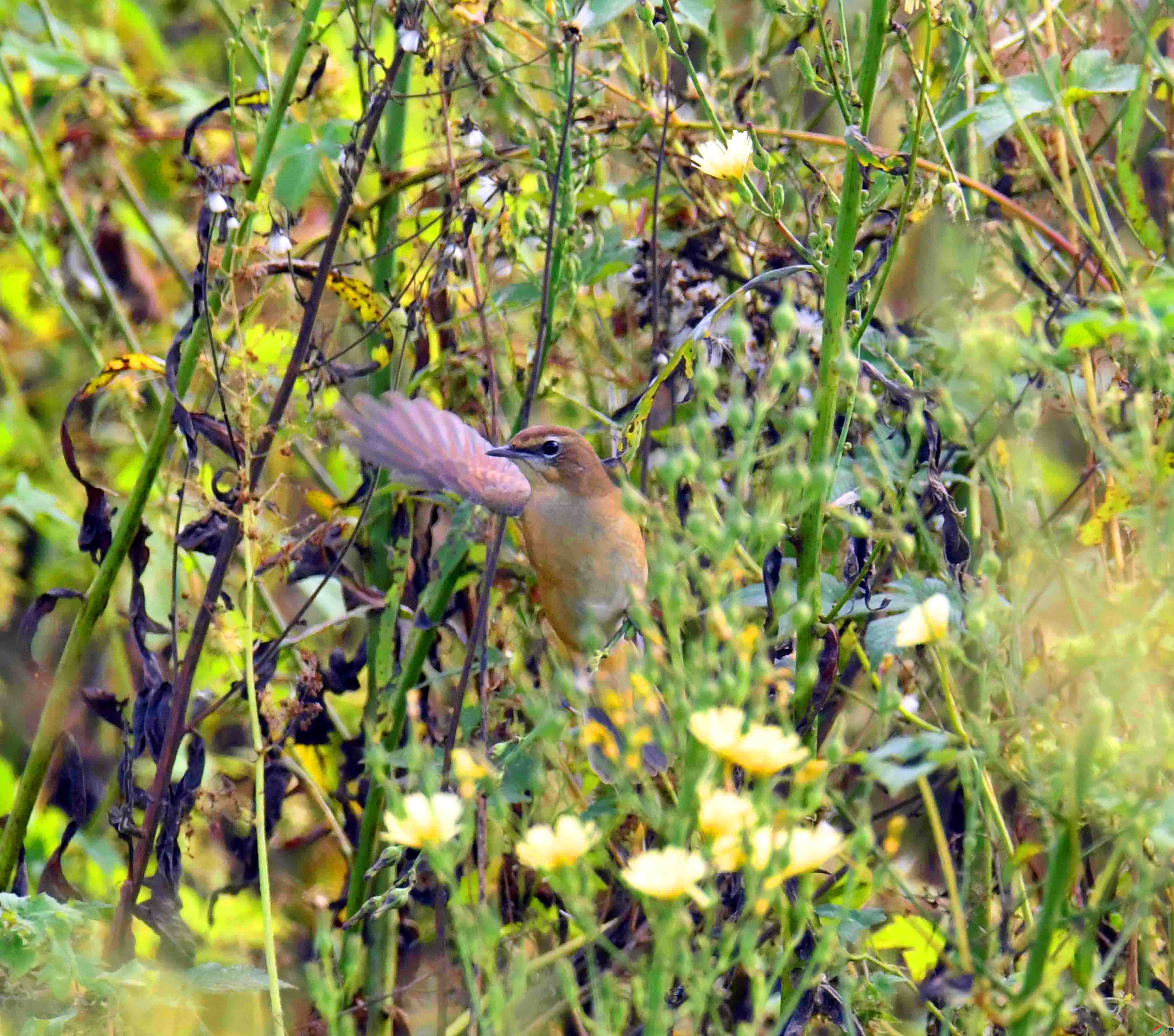 DSC_5948.JPG