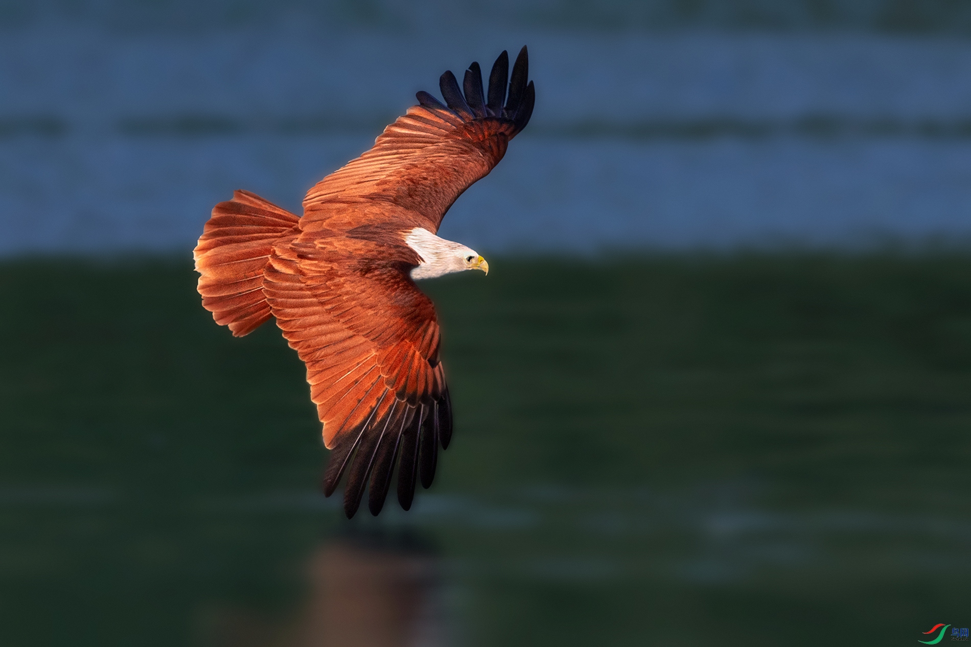 ���----������Ӱ