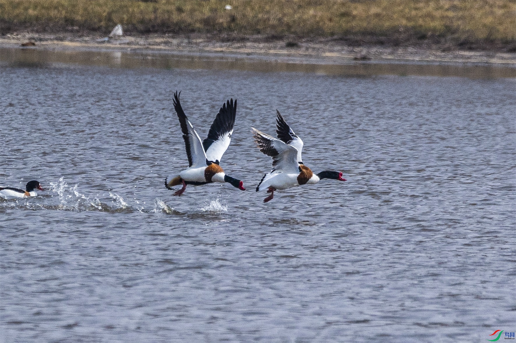 1K3A6343 ����1.jpg