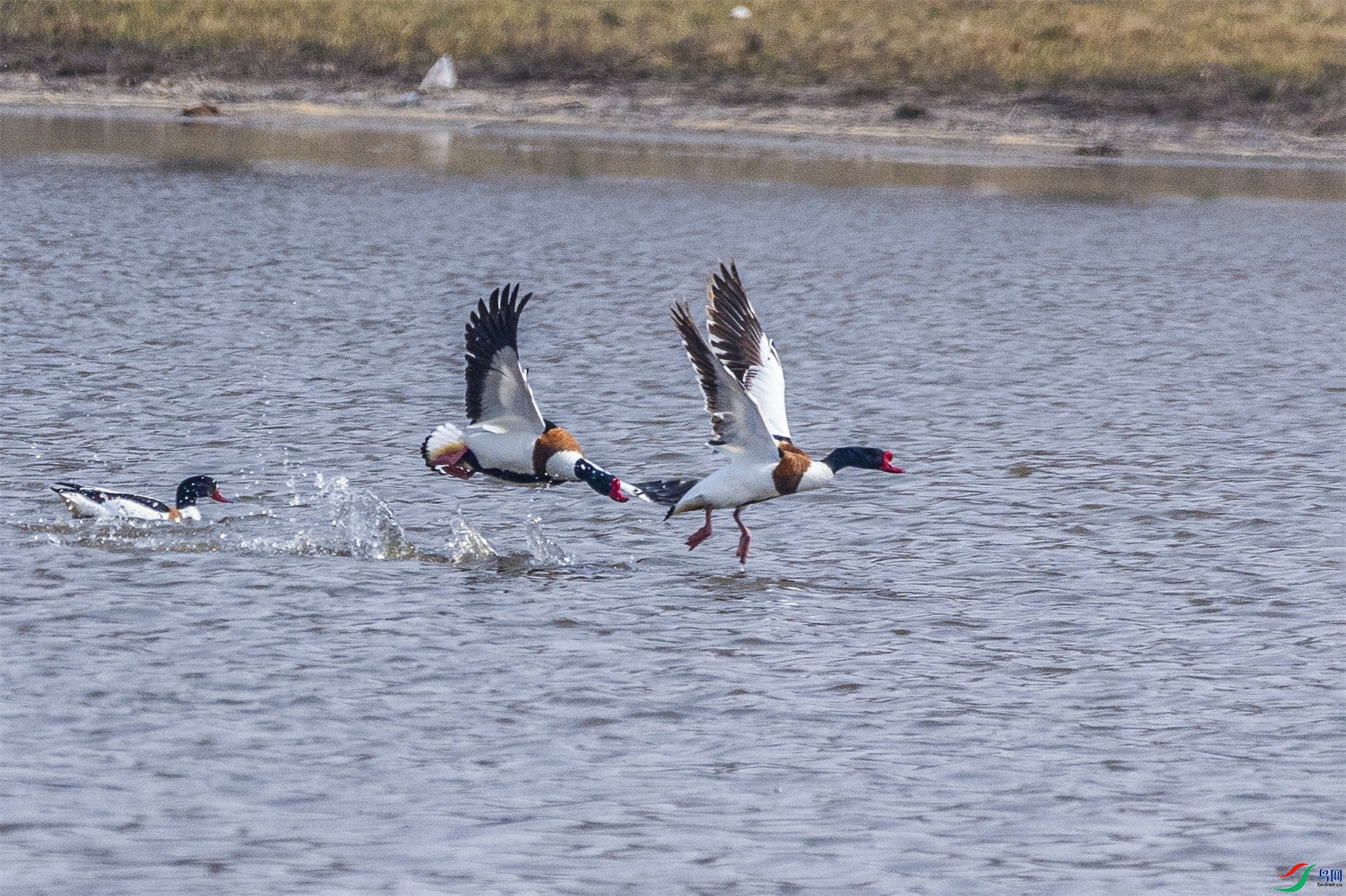 1K3A6341 ����1.jpg