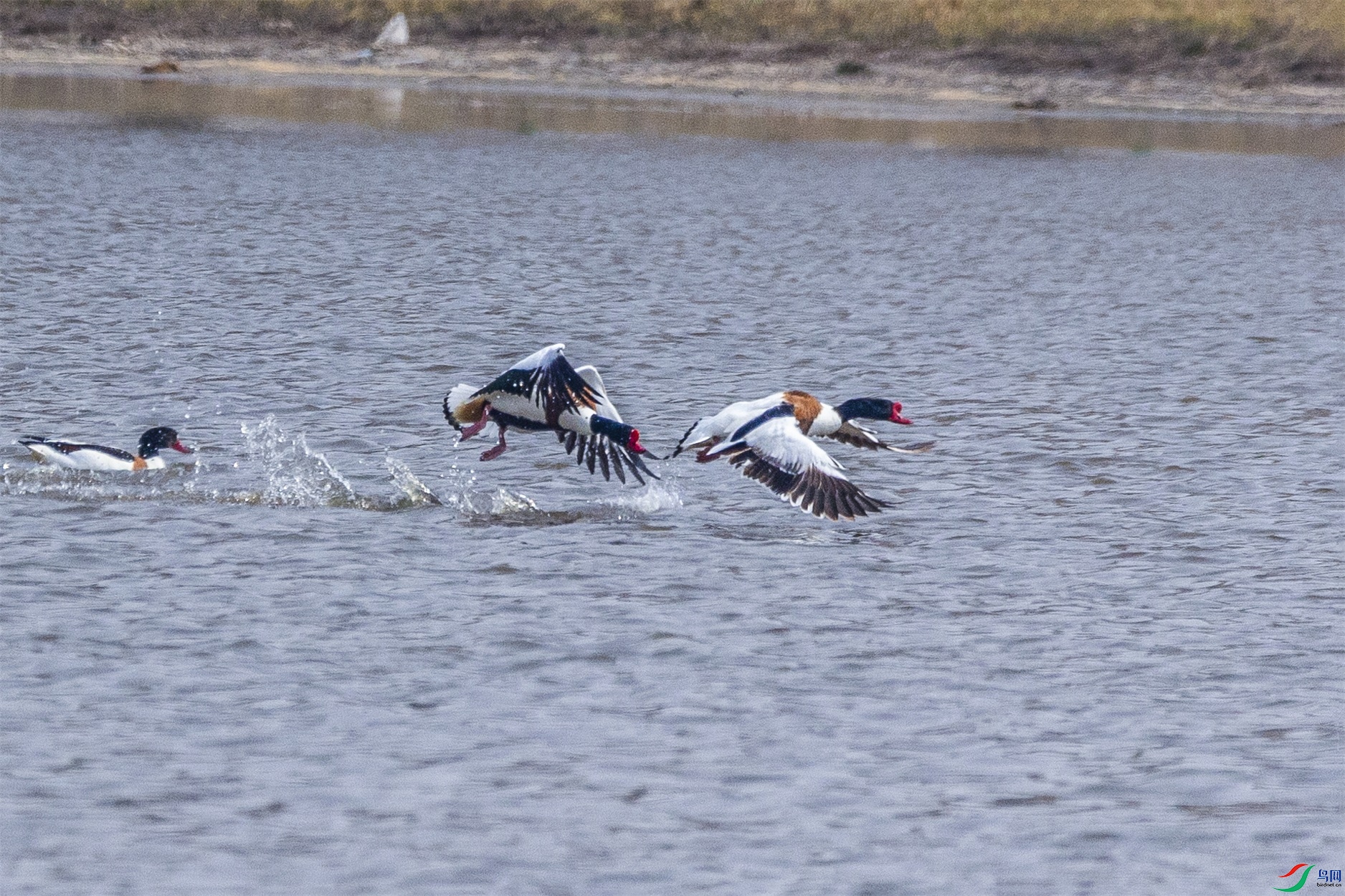 1K3A6342 ����1.jpg