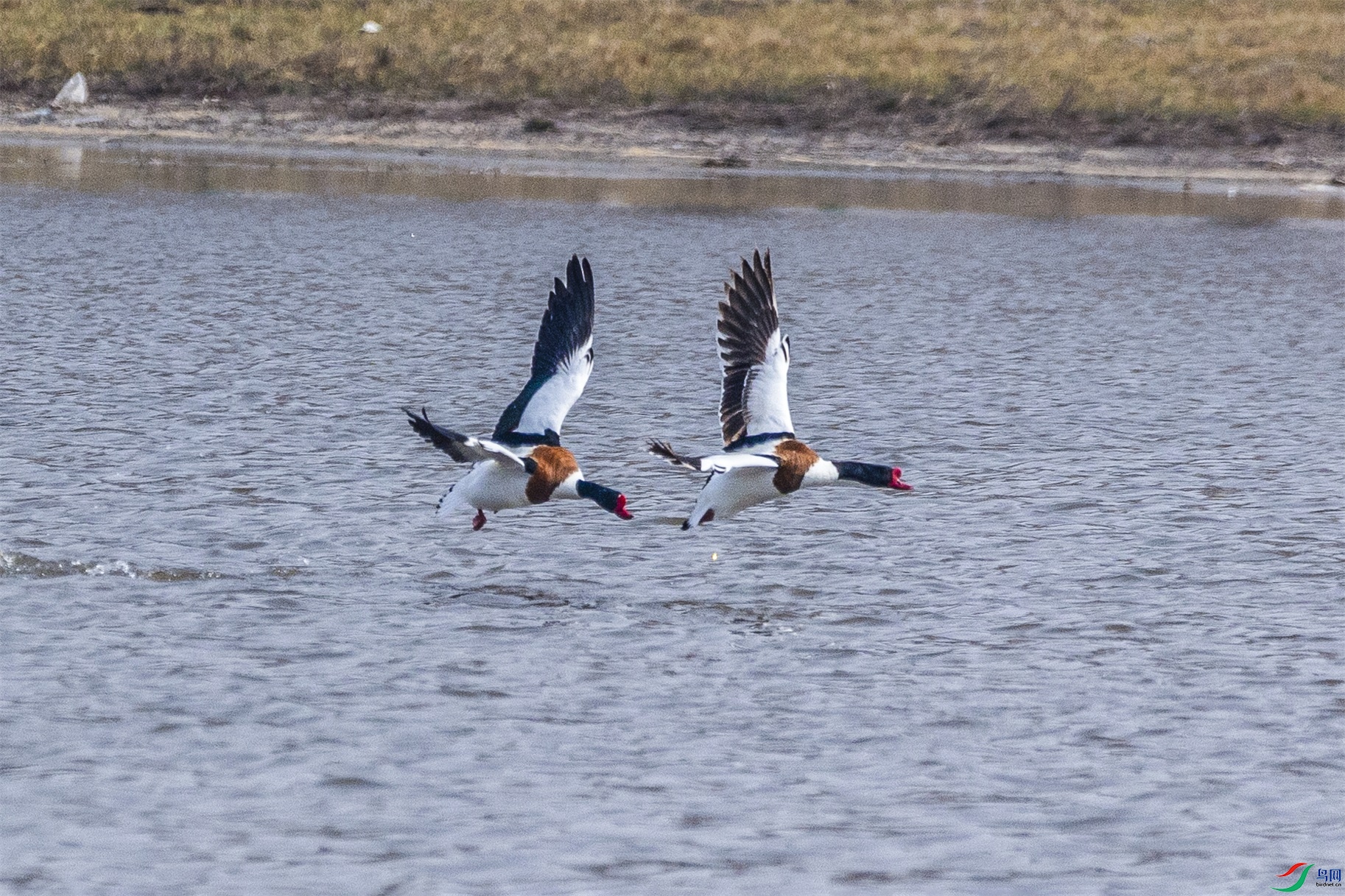 1K3A6346 ����1.jpg