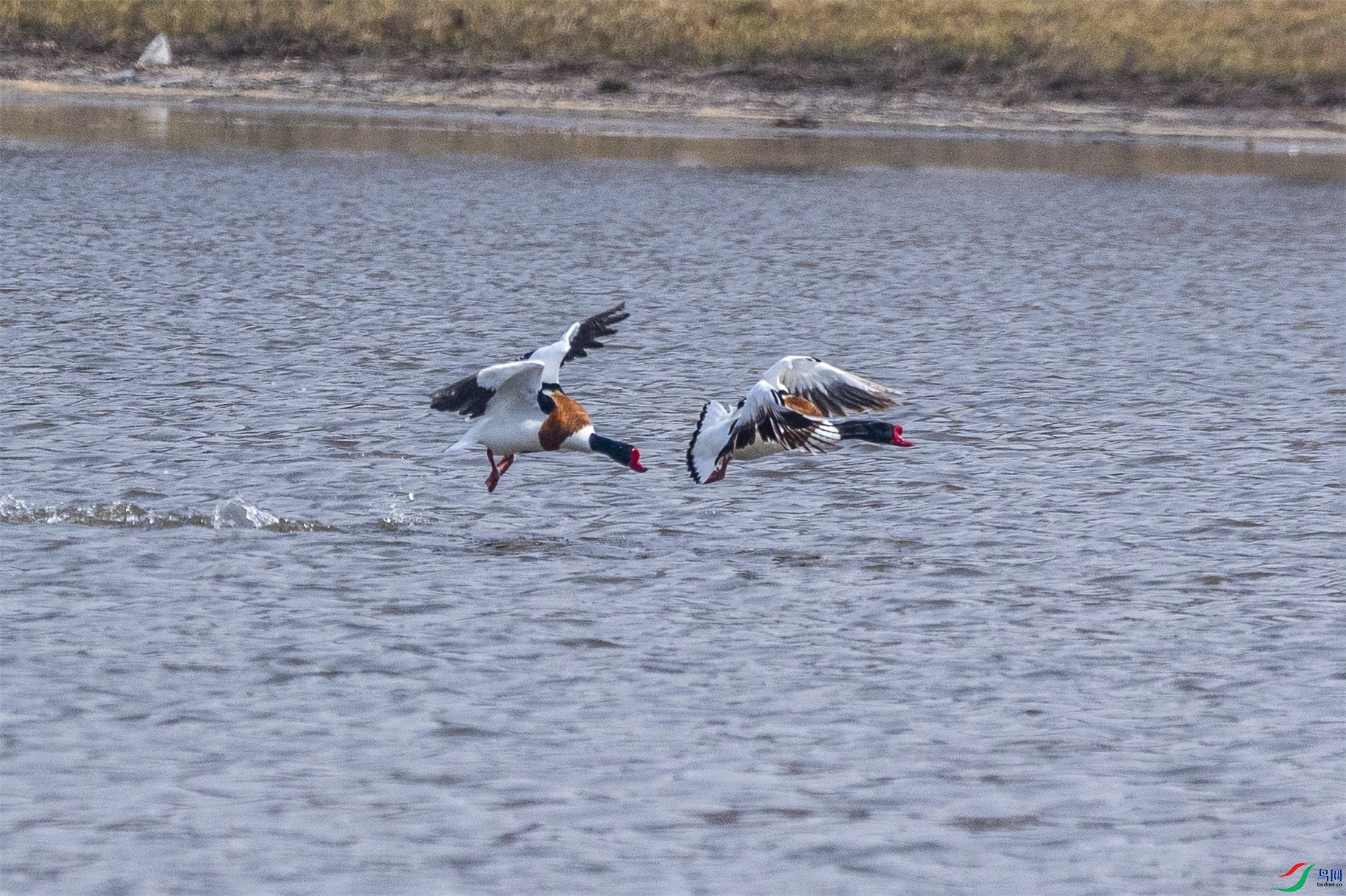 1K3A6345 ����1.jpg