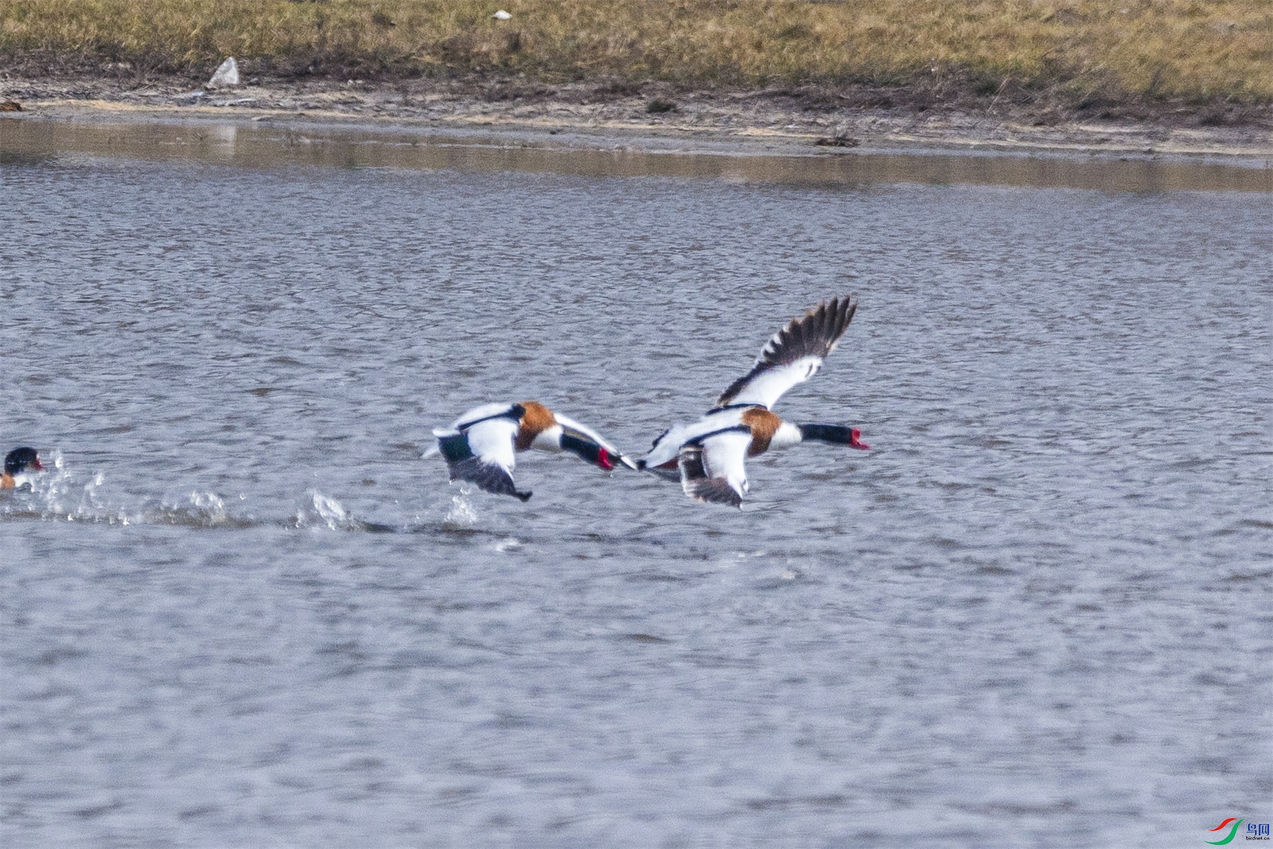 1K3A6344 ����1.jpg