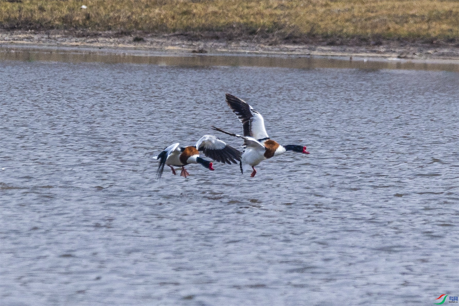 1K3A6348 ����1.jpg