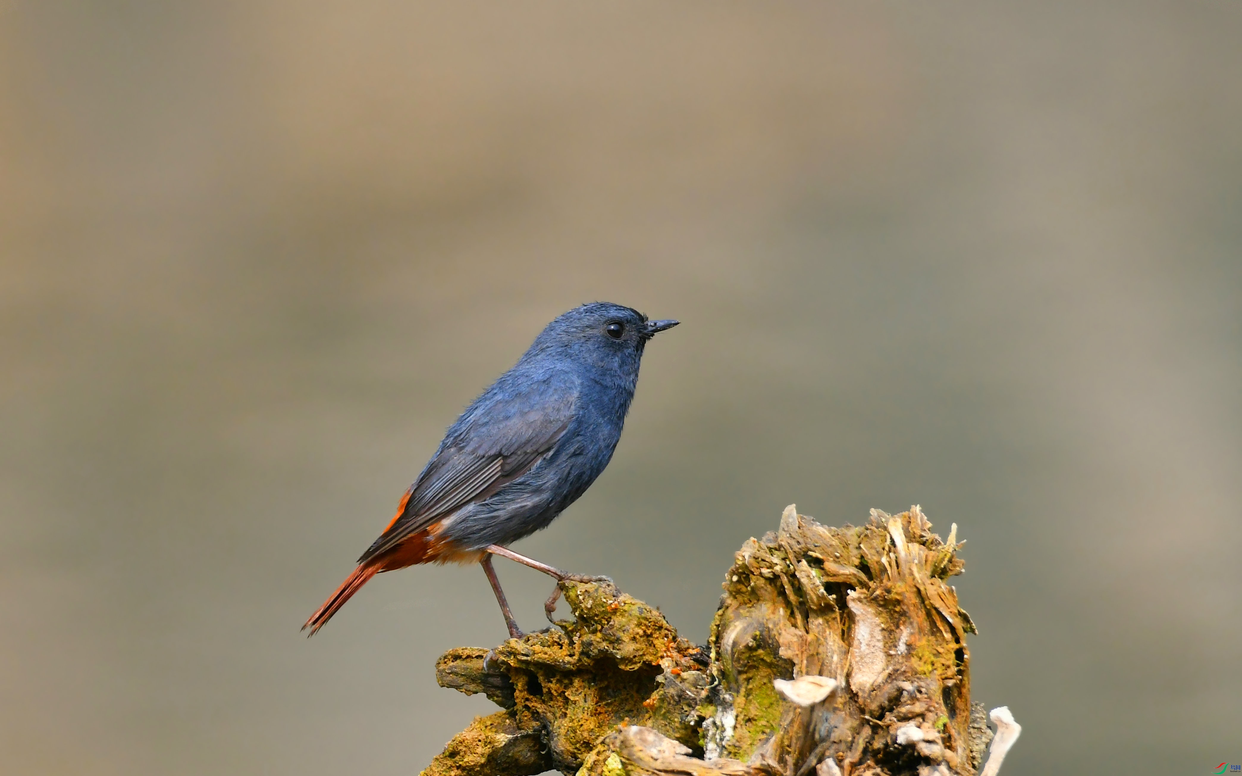 DSC_9331.JPG