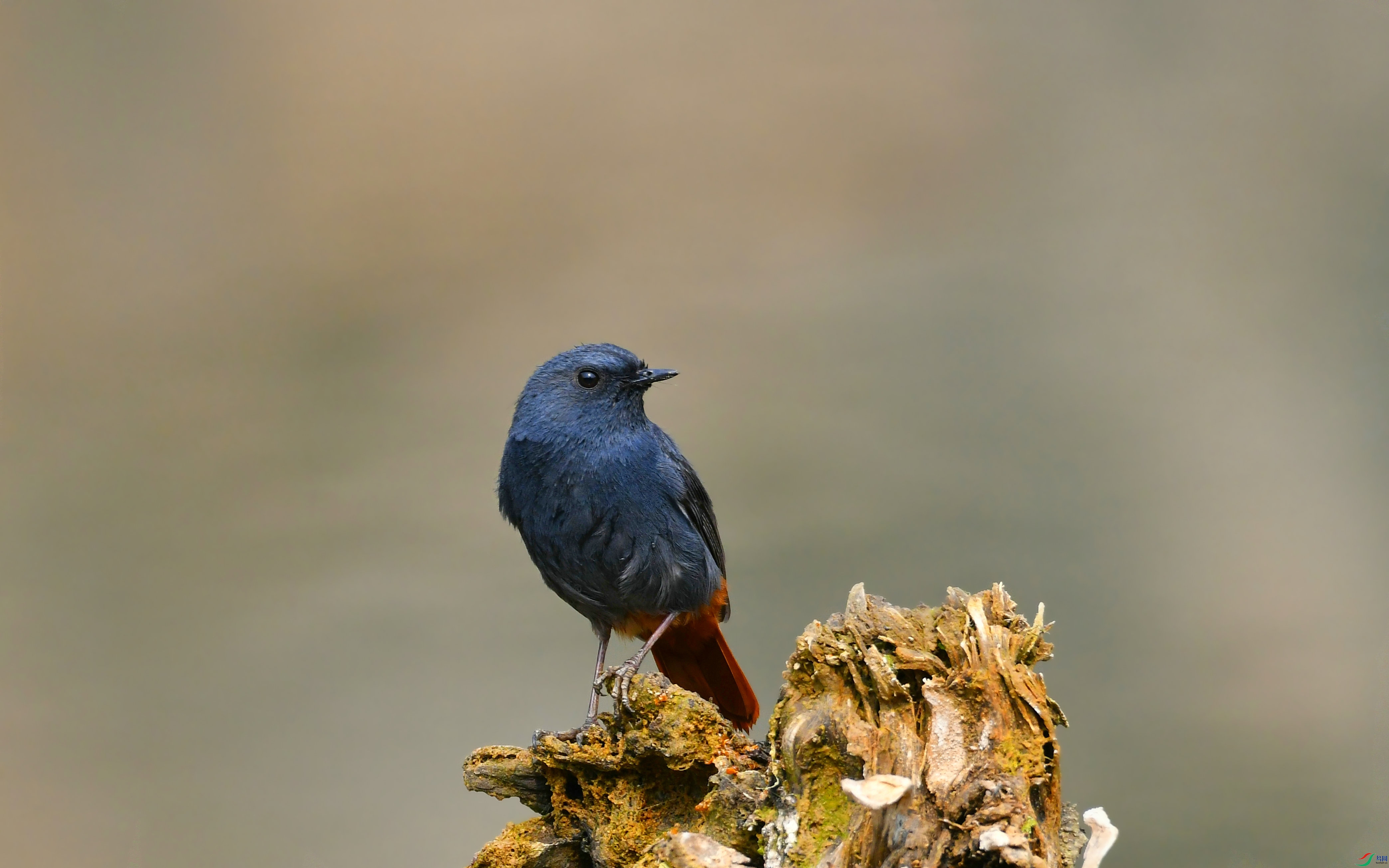 DSC_9332.JPG