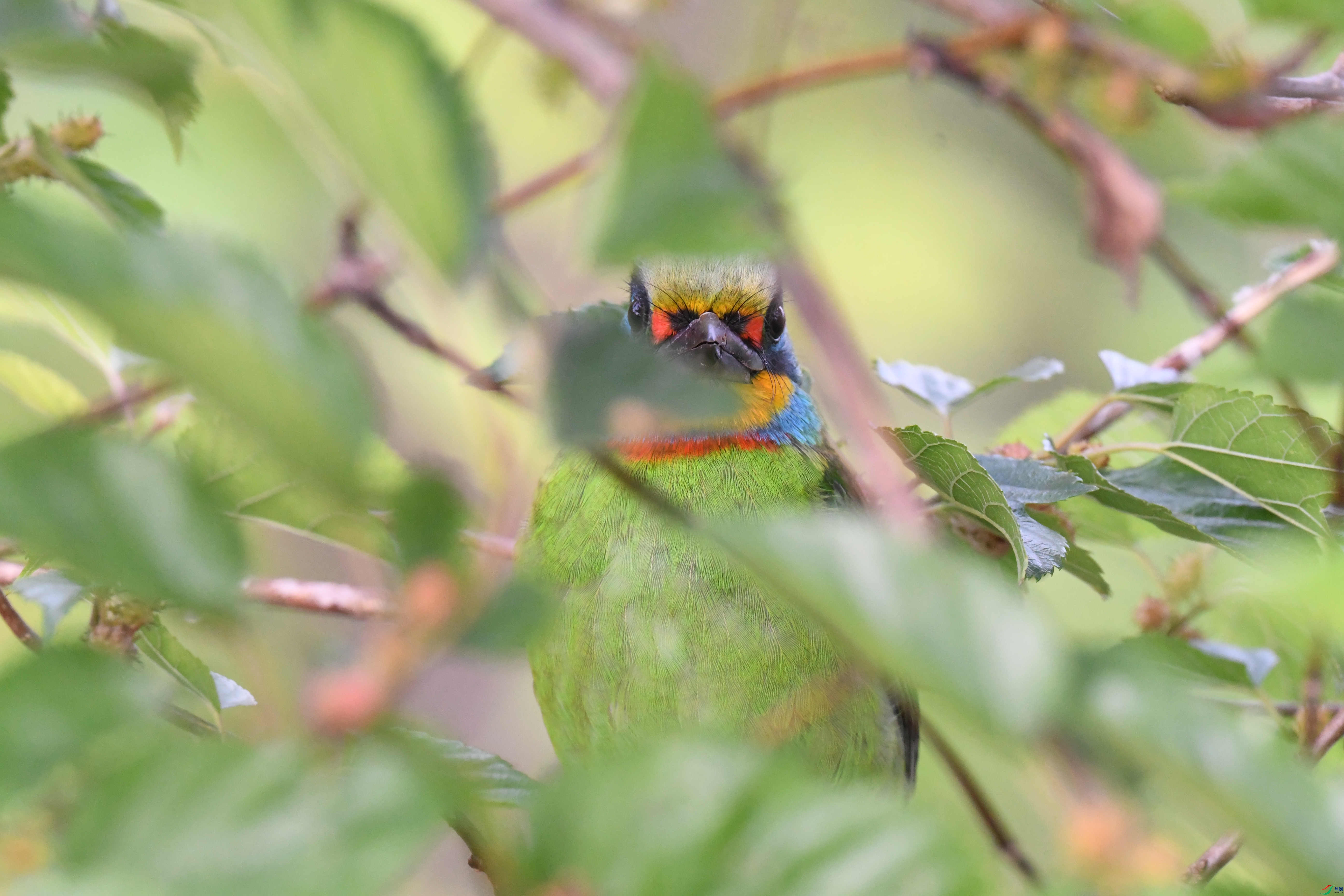 ̨������ľ�� ̨�� (2).JPG