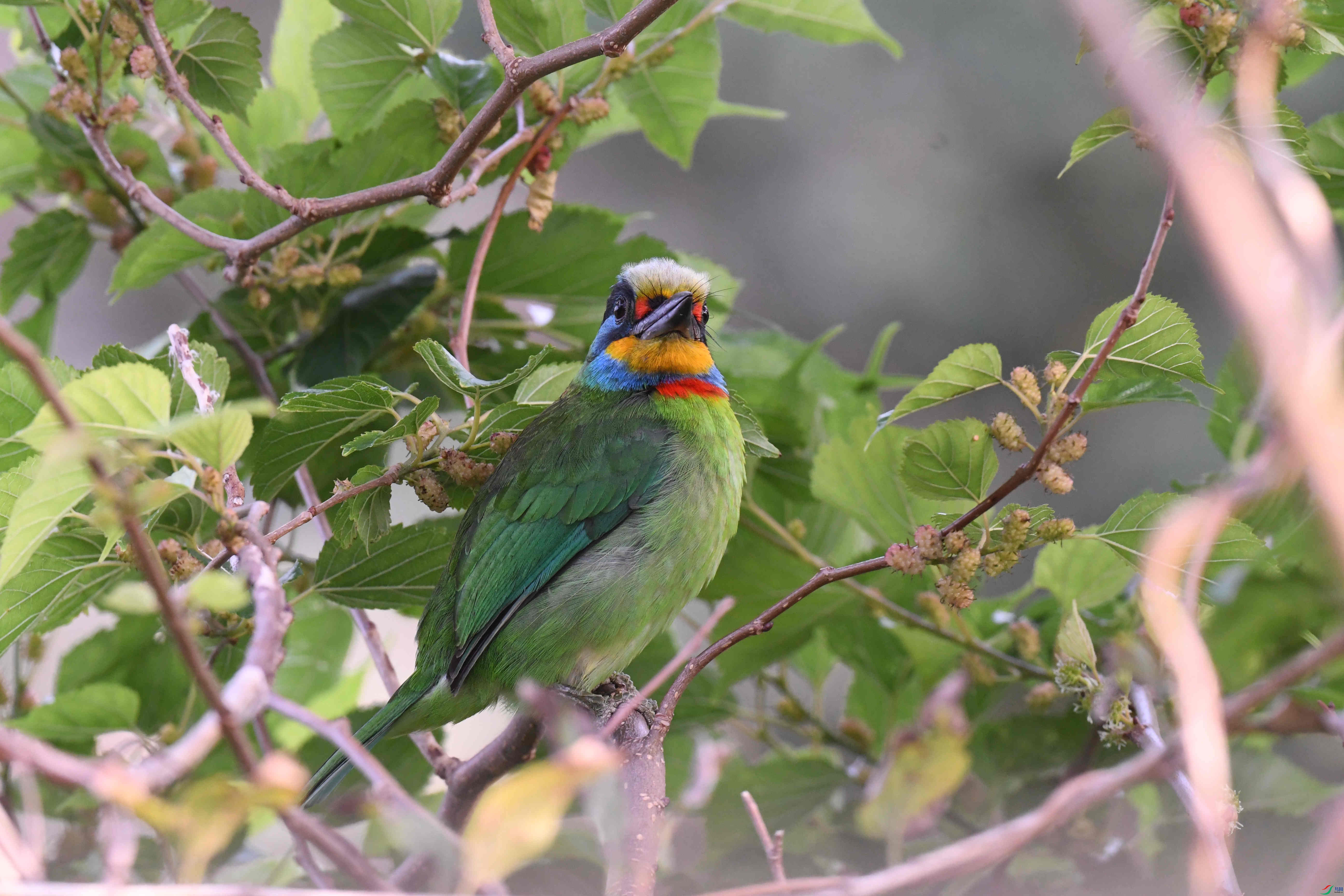 ̨������ľ�� ̨�� (8).JPG