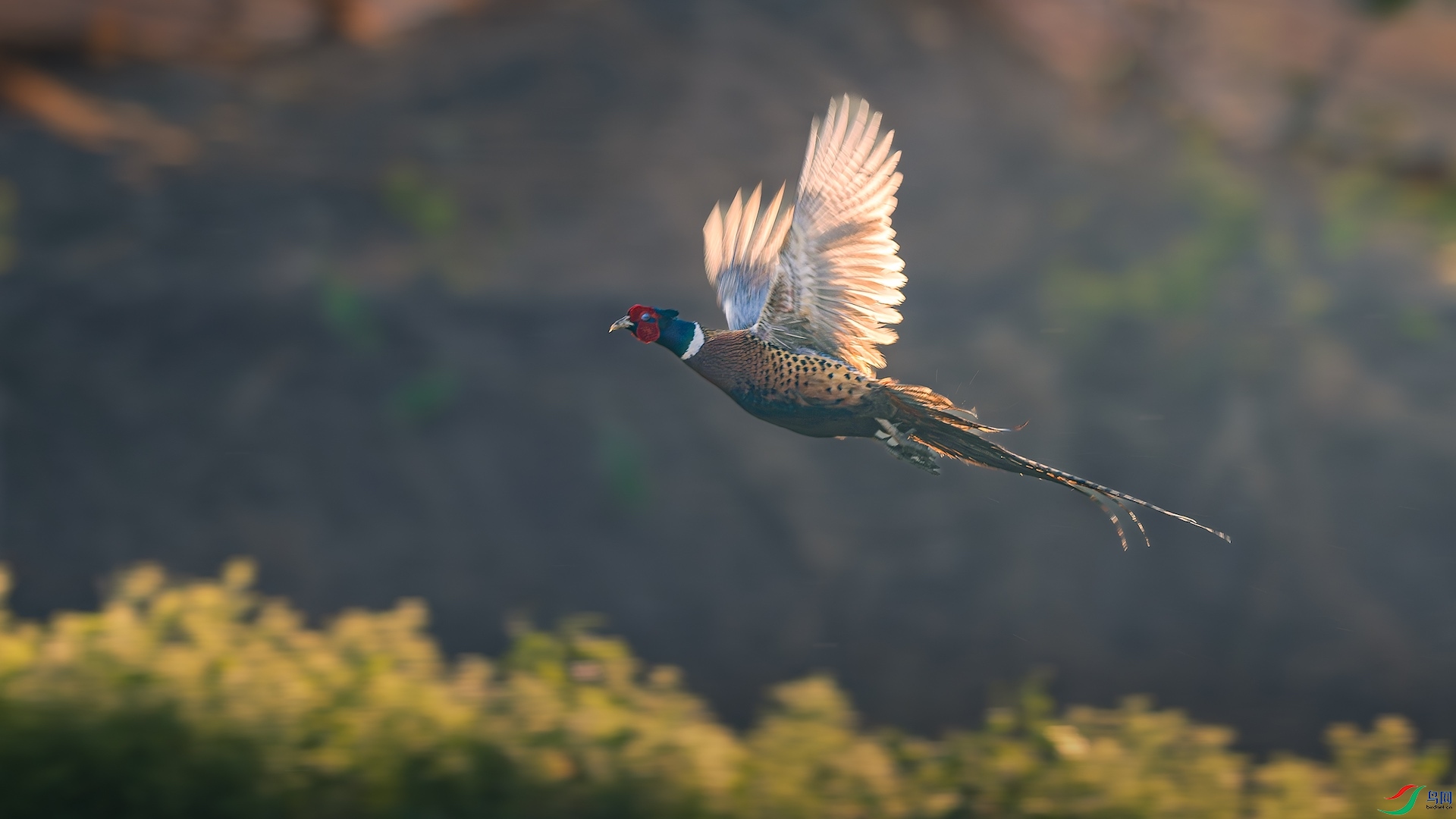 1_XXL5033-����ǿ-NR ����.jpeg