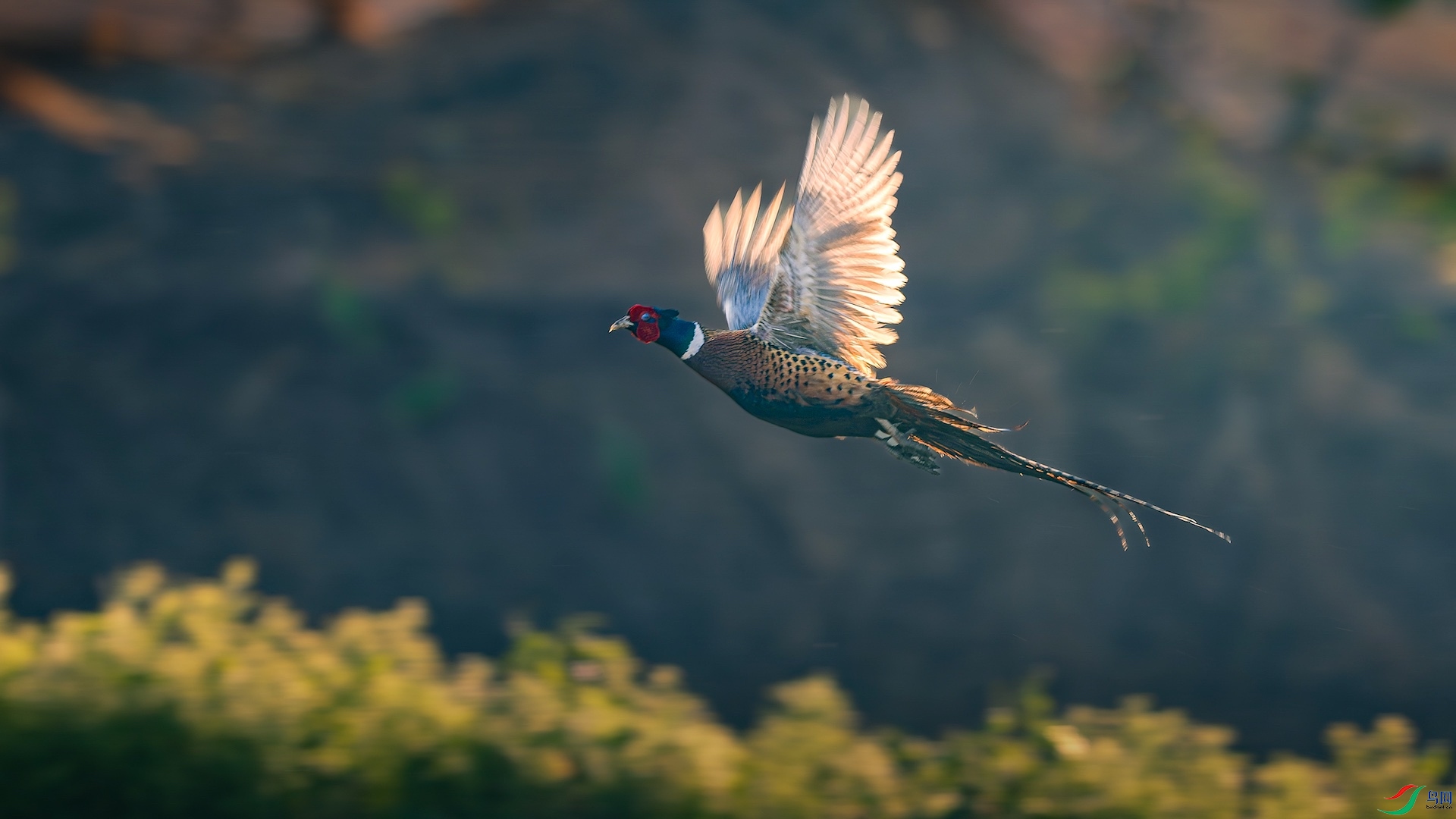 1_XXL5033-����ǿ-NR ���� 2.jpeg