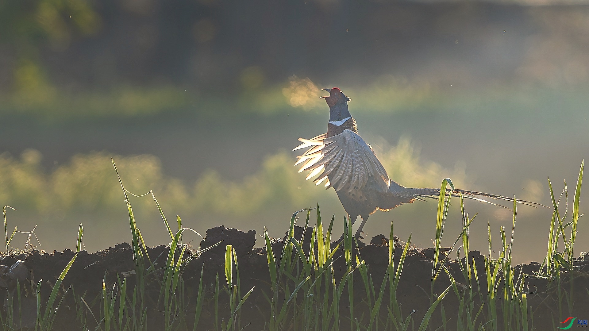 2_XXL4862-����ǿ-NR ���� 2.jpeg