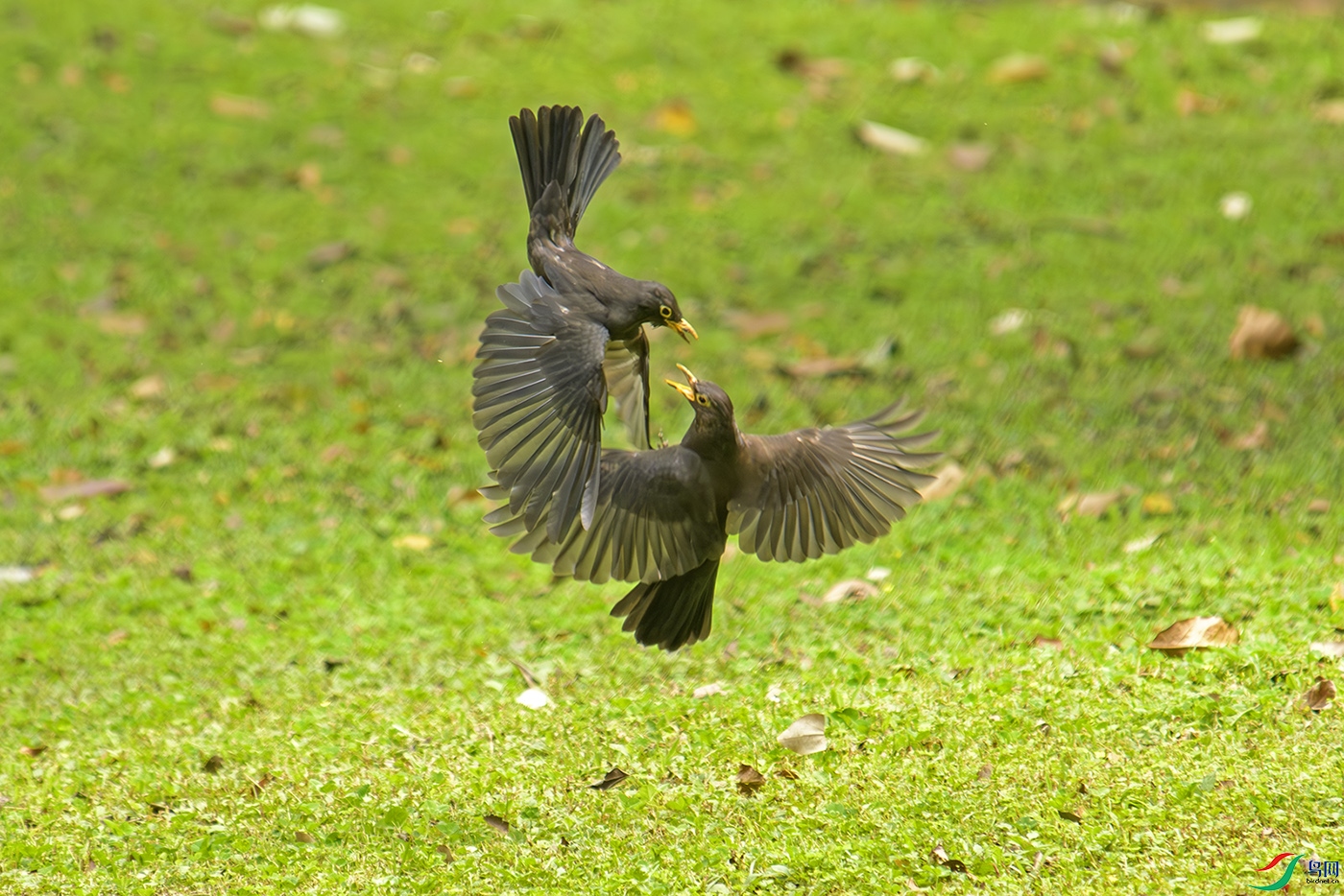 DSC_2077 0.jpg
