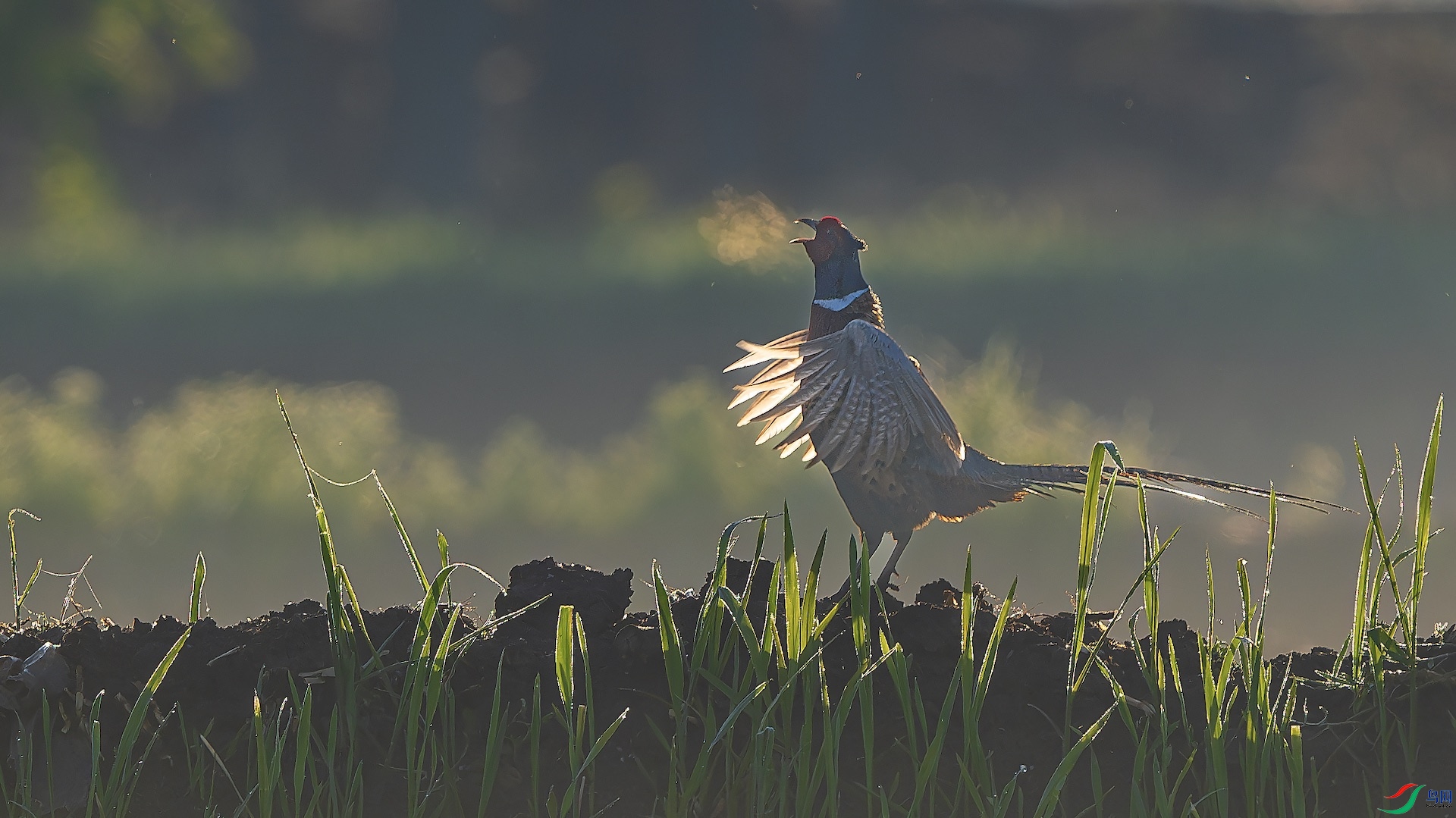 1_XXL4862-����ǿ-NR ����.jpeg