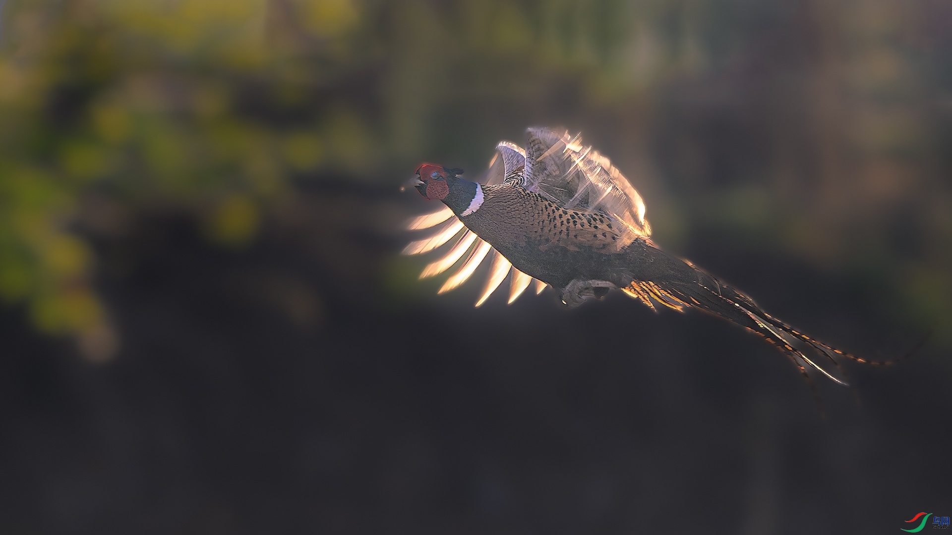 1_XXL5023-����ǿ-NR ����.jpeg