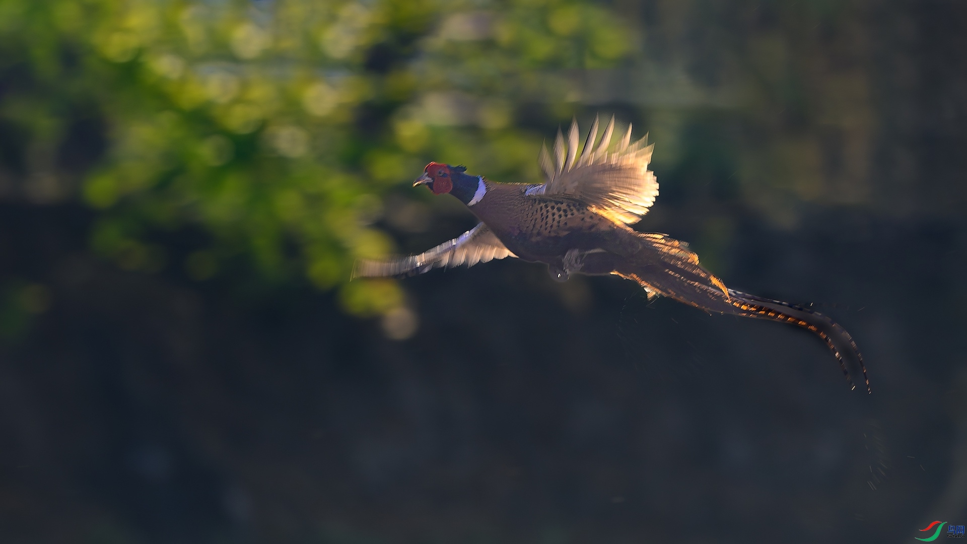 1_XXL5024-����ǿ-NR ����.jpeg