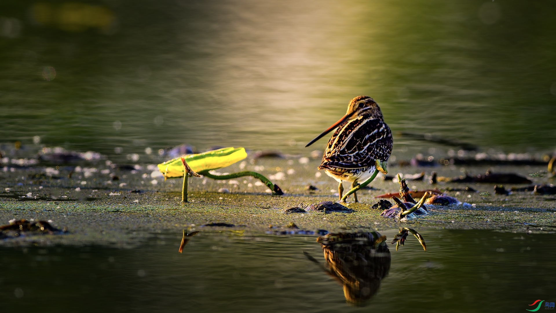 1_XXL5161-����ǿ-NR ����.jpeg