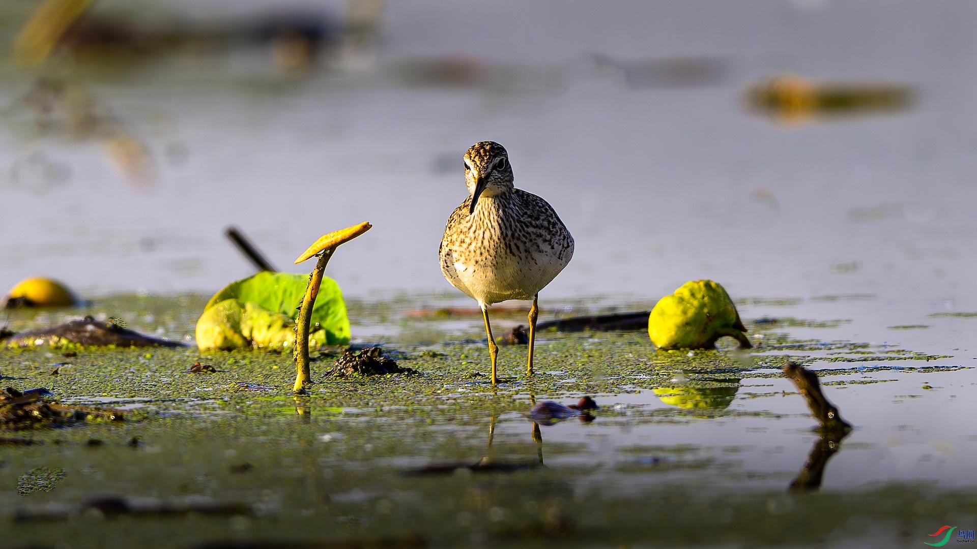 1_XXL5182-����ǿ-NR ����.jpeg