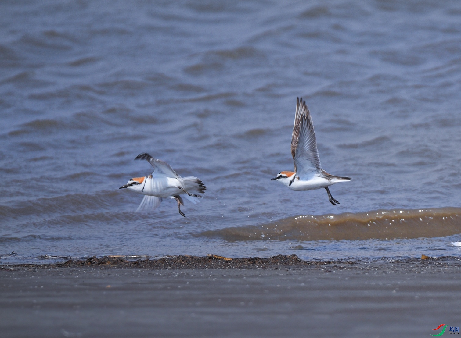 DSC_2965f.jpg