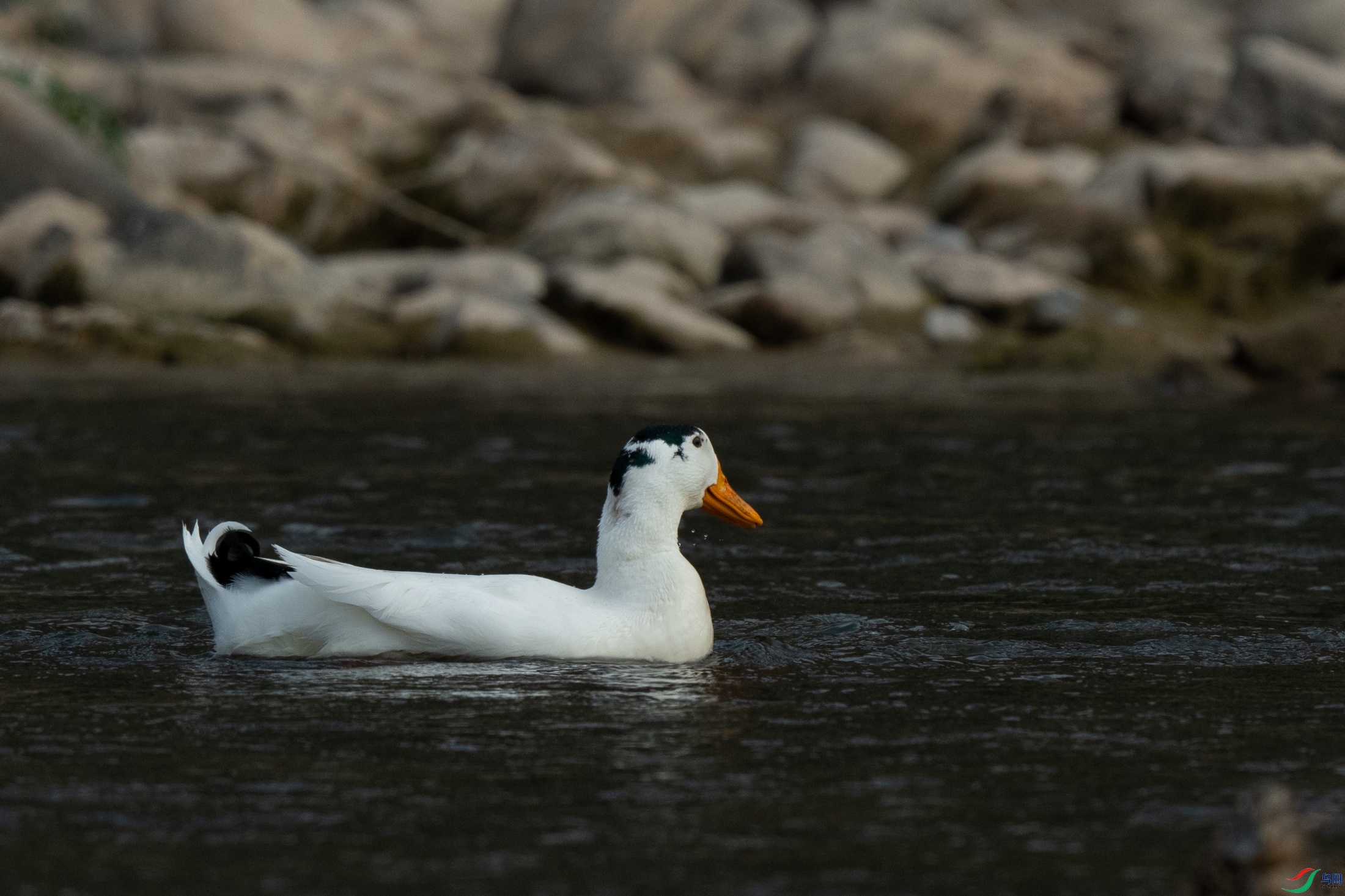 _DSC5014.JPG