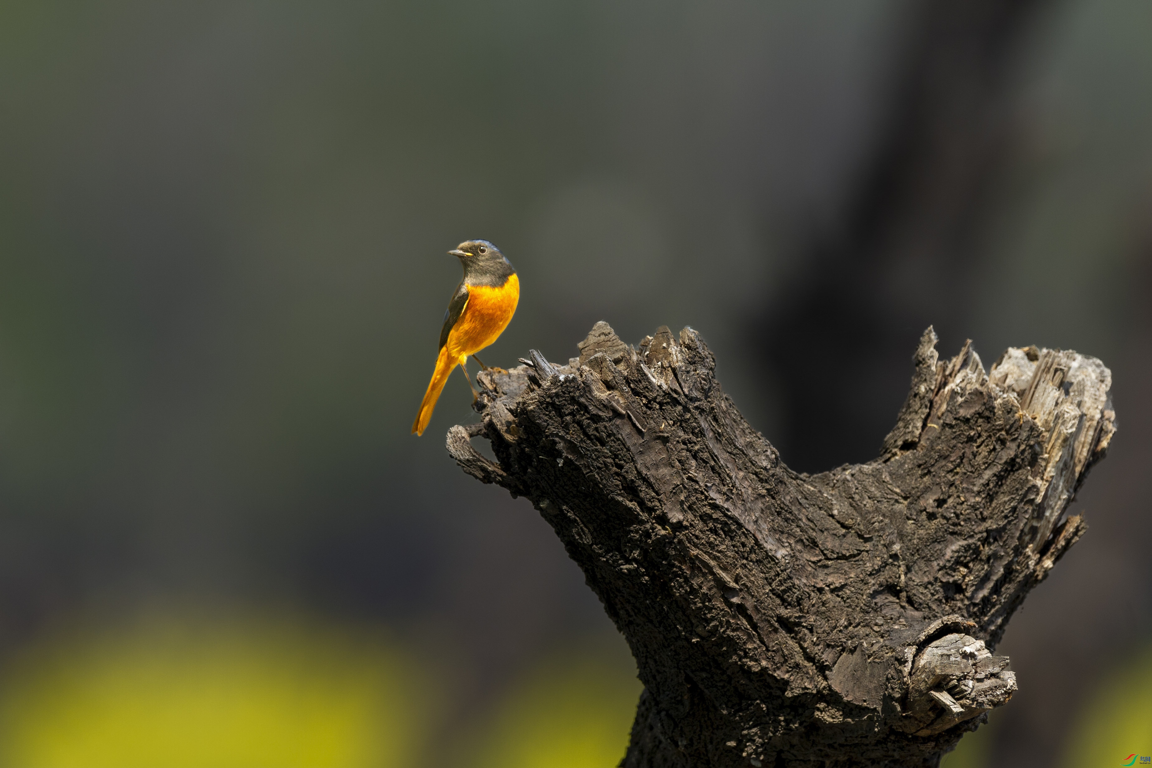 DSC_7217 ����.jpg