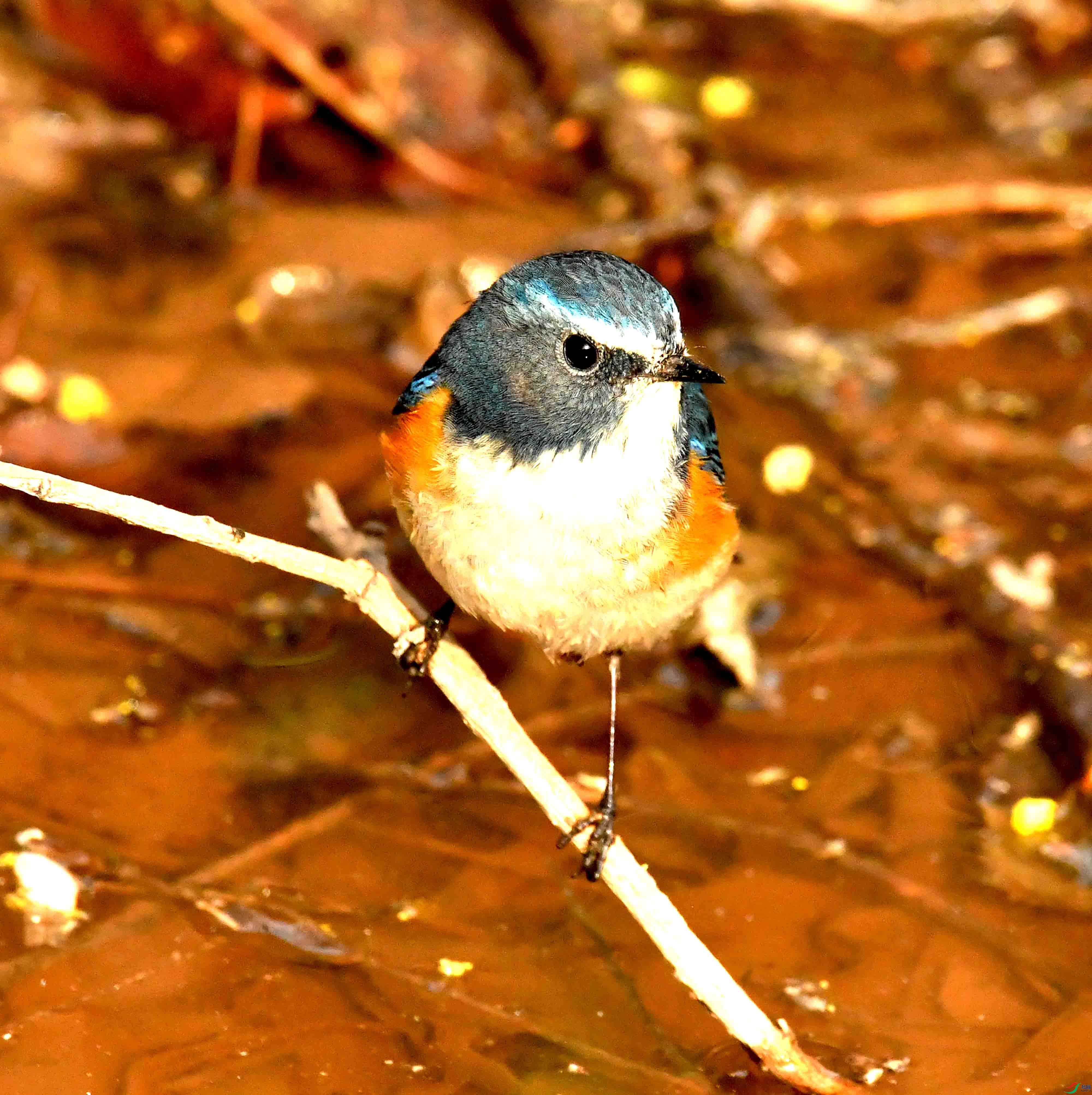 DSC_1727.JPG