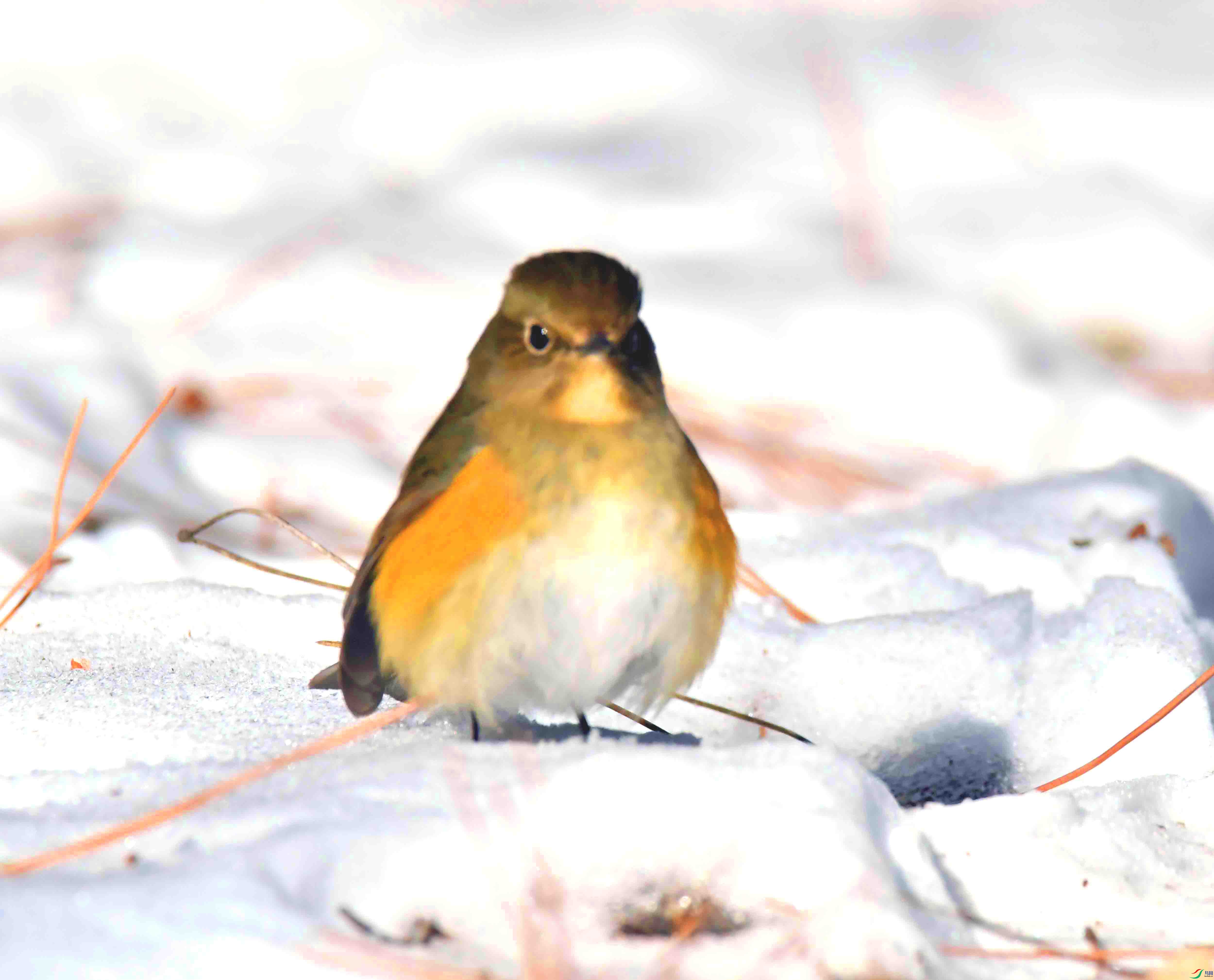 DSC_2347.JPG
