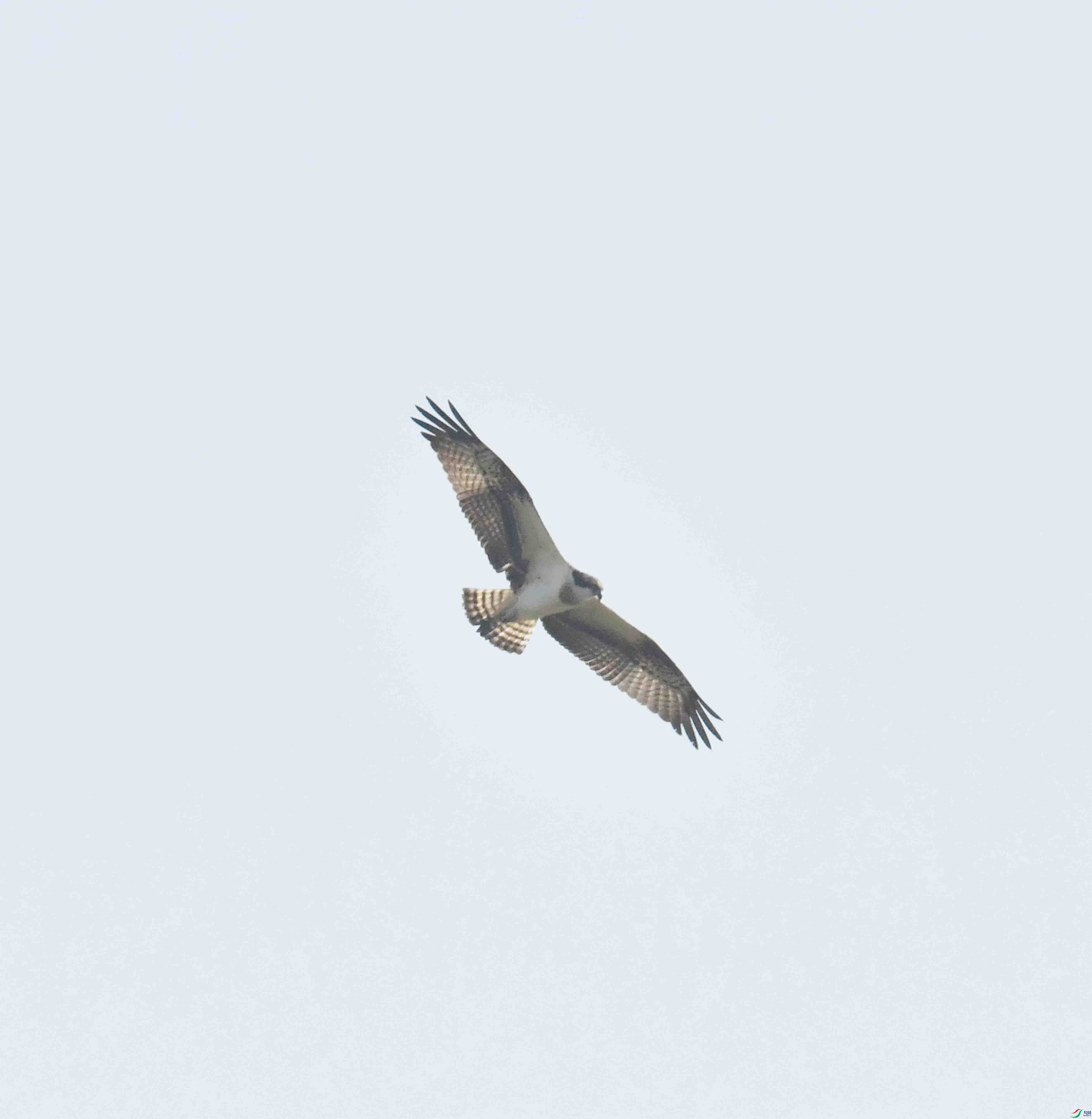DSC_5229.JPG