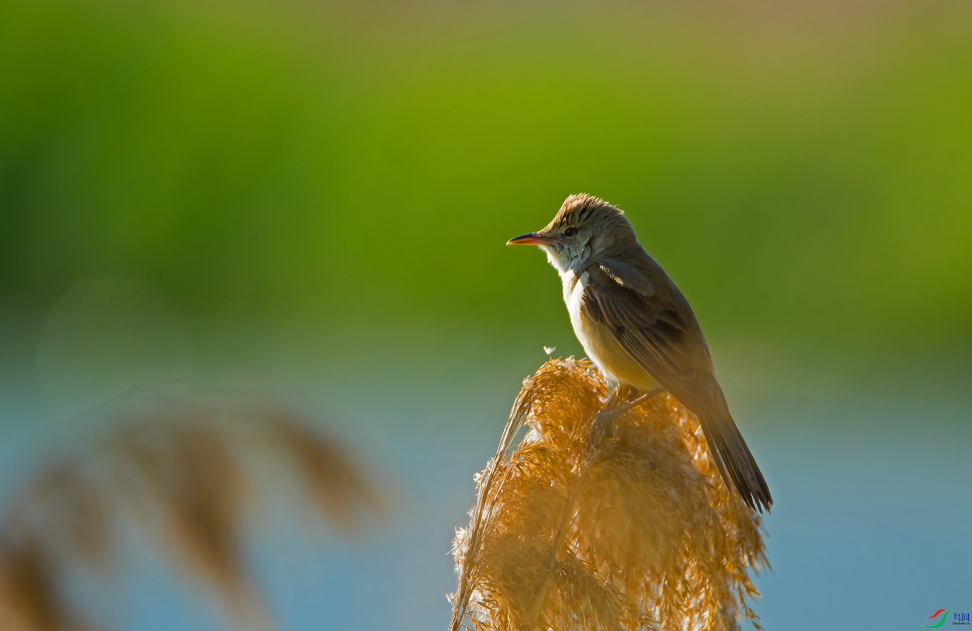 DSC_7317.jpg