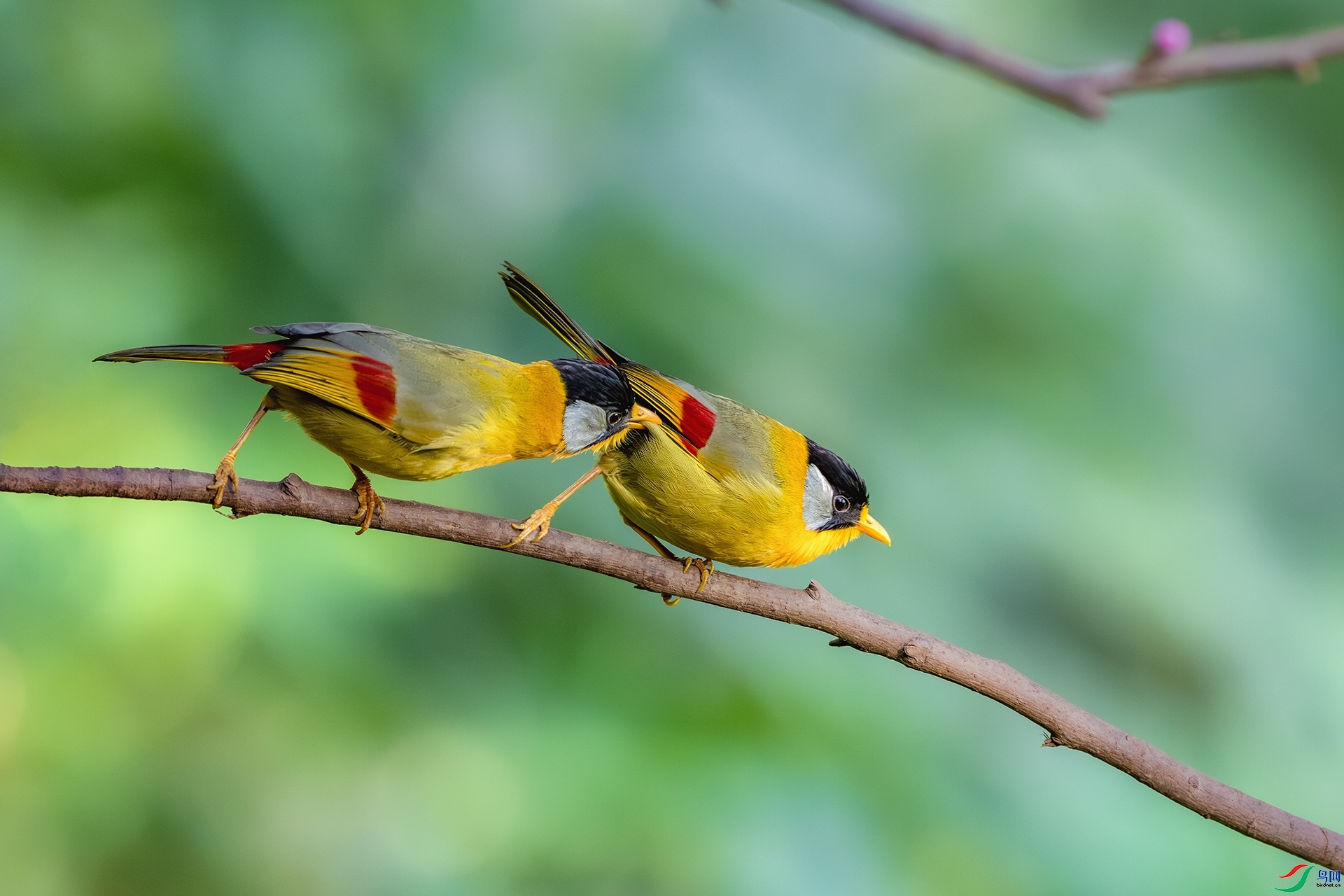 ��Ī�� ���� ʯͷ�� ��һ.jpg