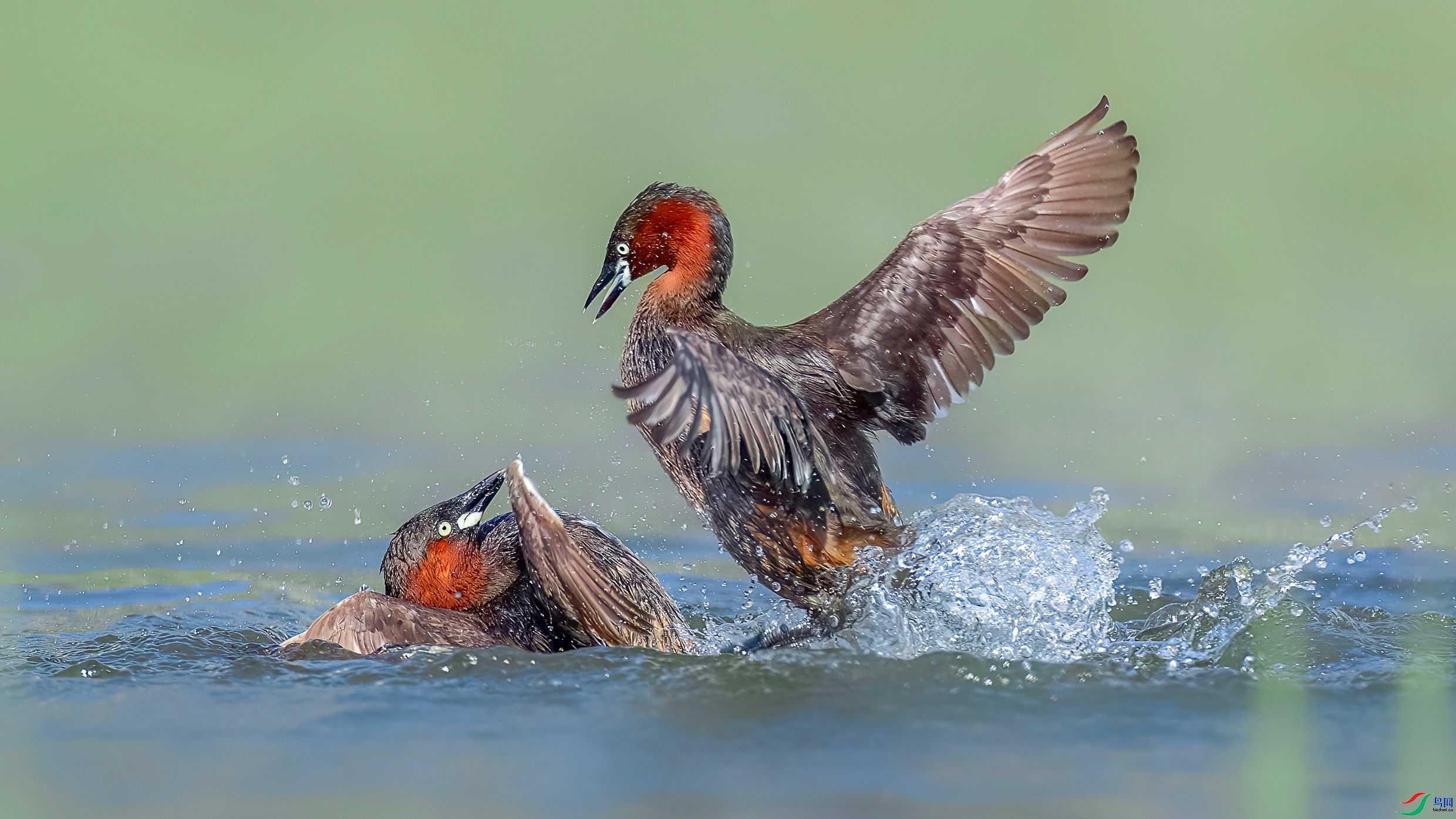 ���ͱ���  ����  �ܶ�.jpg