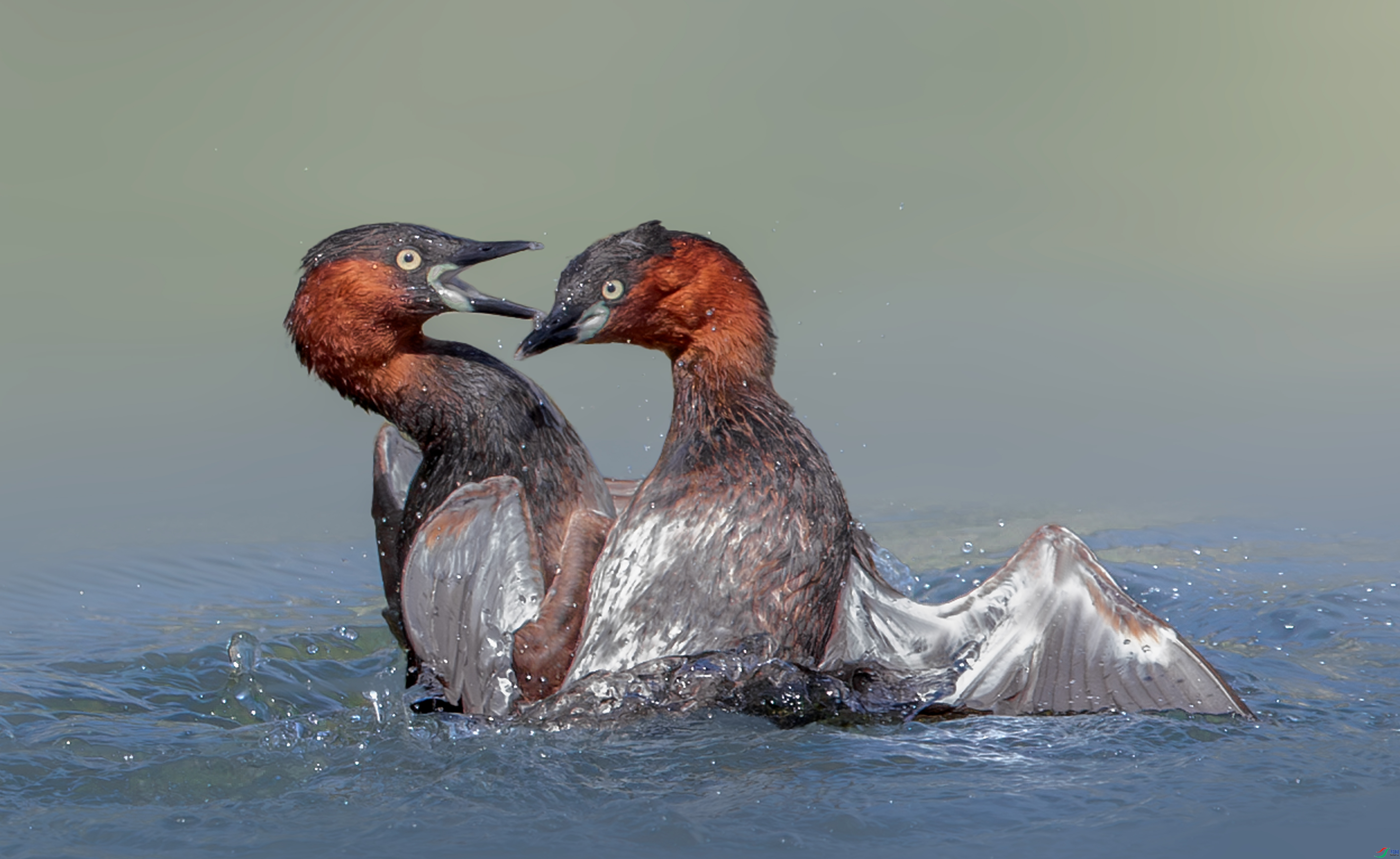 �ֵܼ�ս ���� ���� ����.jpg