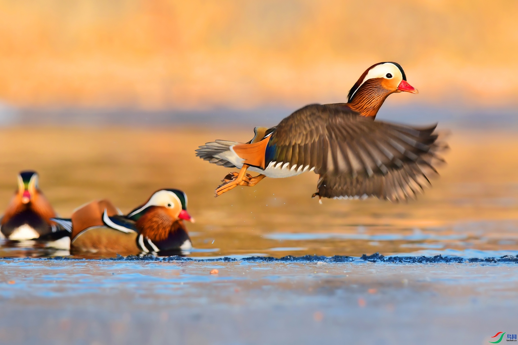 ���������� ���� ����С�� ����.jpg