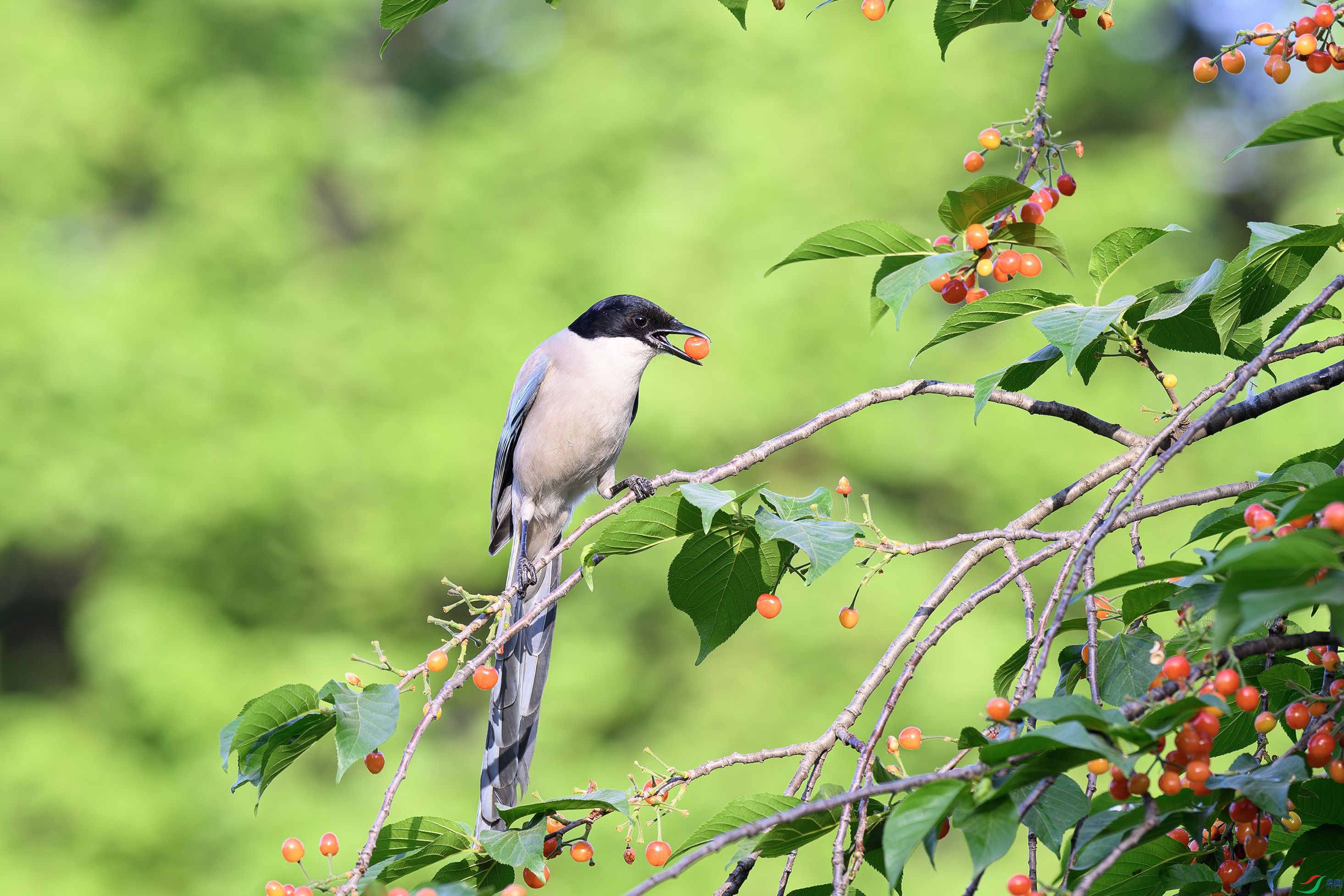 _DSC9998-����ǿ-NR - ���� ���� 2.jpg