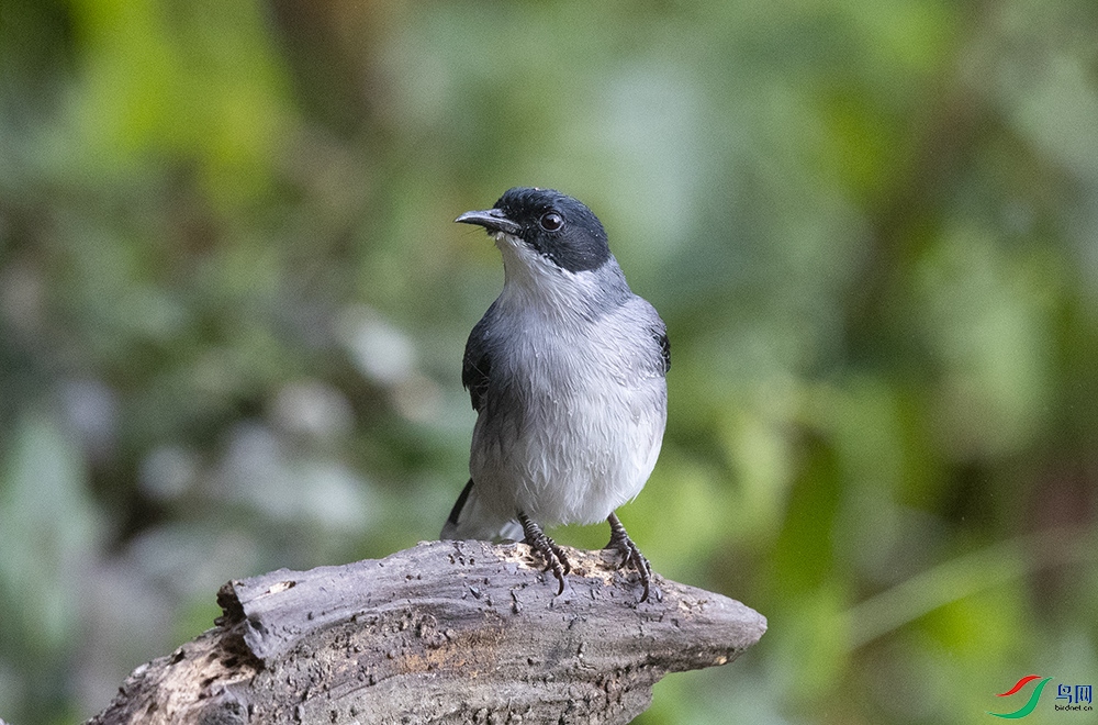 ��ͷ���� (3).jpg