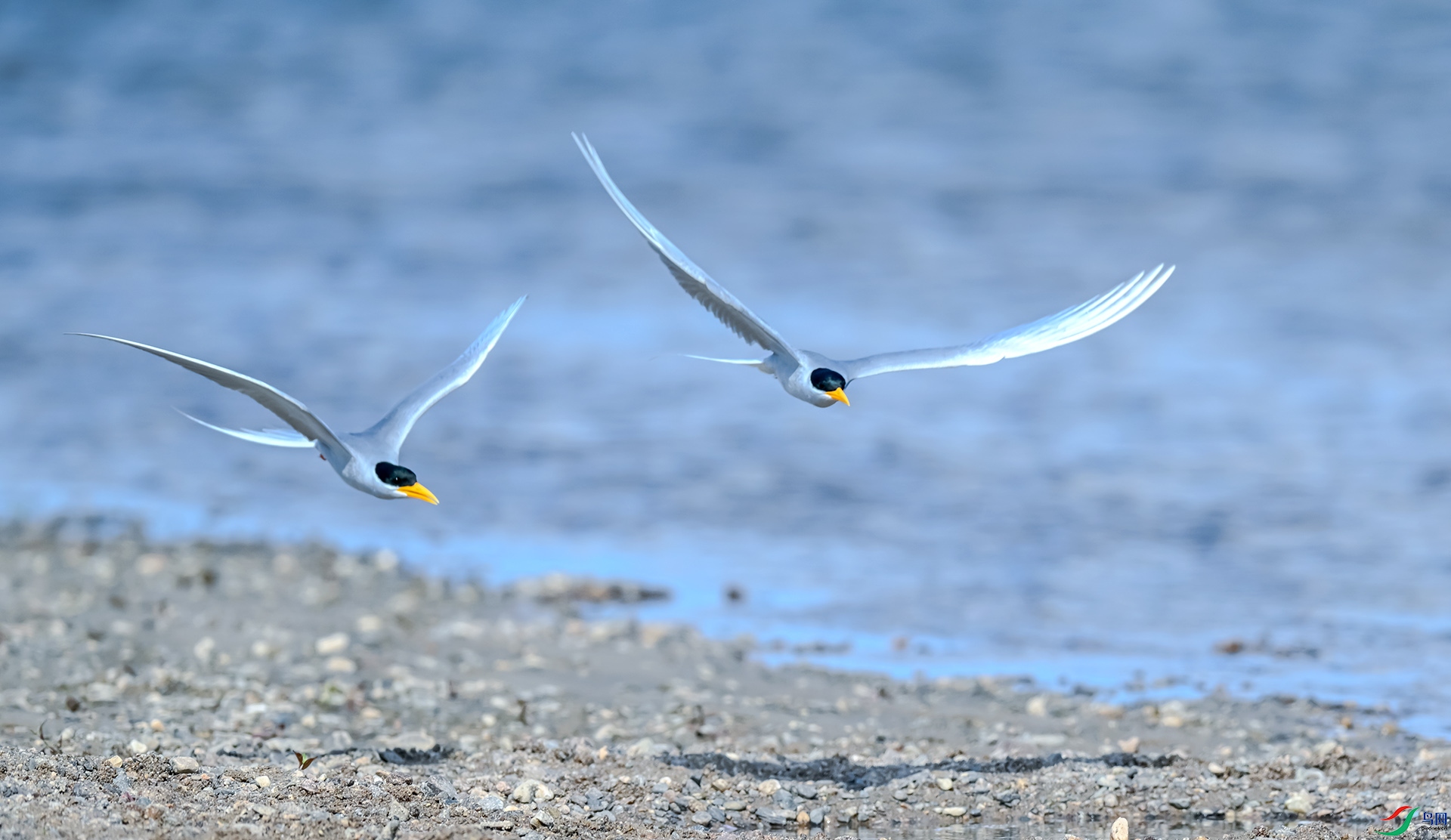 �������Ÿ