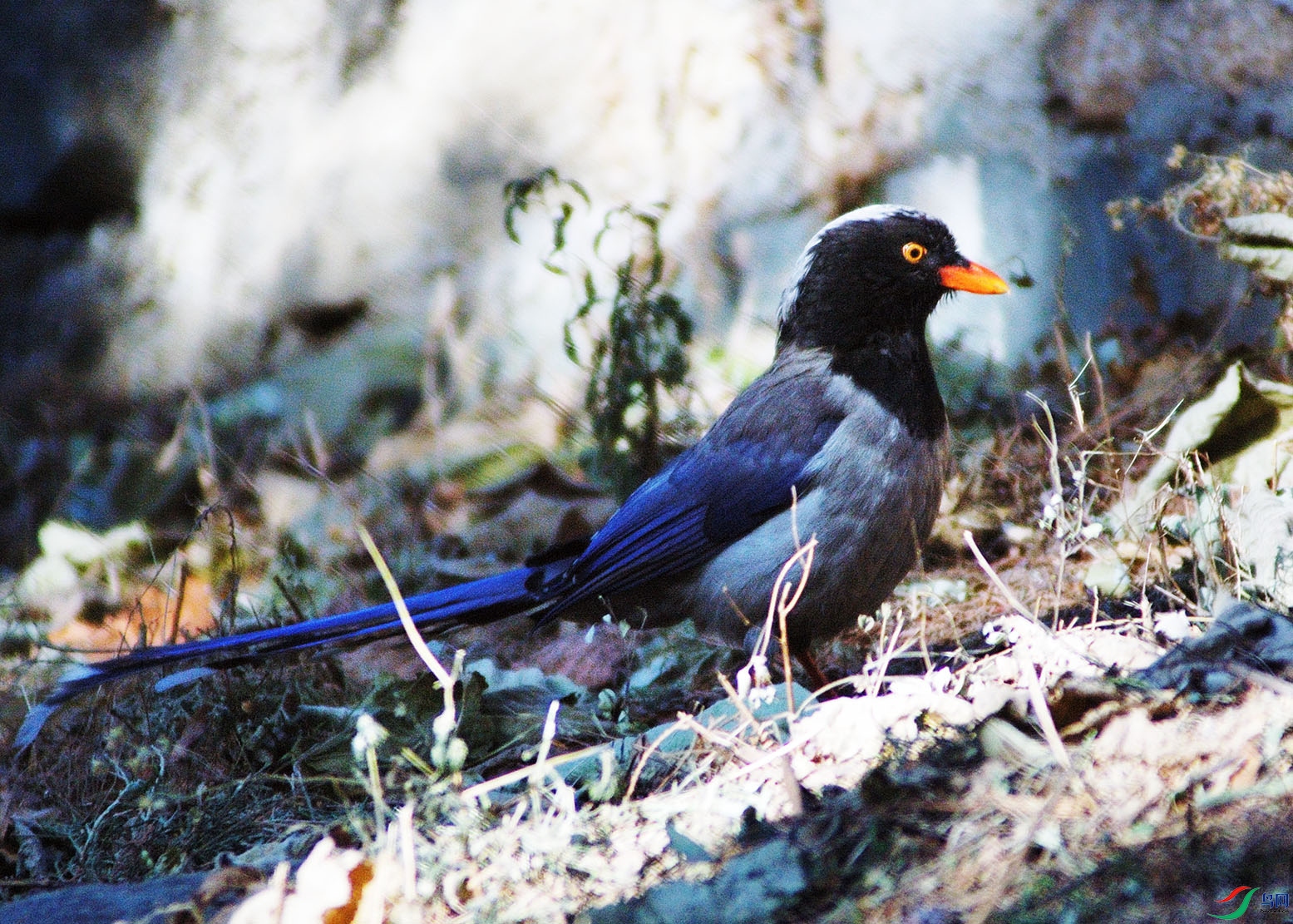 DSC_7705 20081218_553_.jpg